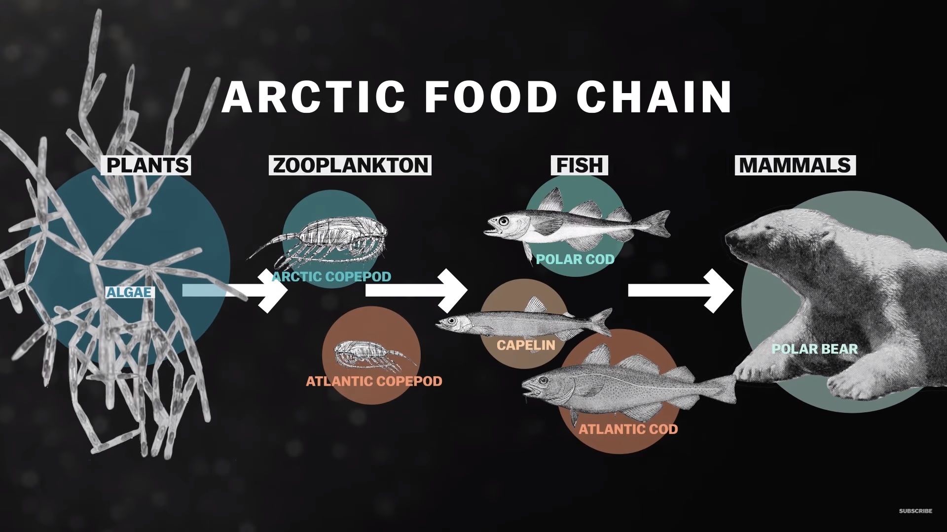Still from "Why Atlantic fish are invading the Arctic," a video by Eli Kintisch. 2018.