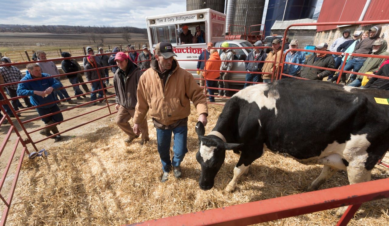 Robert "Stretch" Hull, foreground, directs a cow in a pen while Cory Bidlingmaier looks for bidders during an auction at the farm of Dale and Marsha Ryan in Belleville. The Ryans sold off their dairy livestock and feed and will switch to farming corn, beans and some beef cattle. Tom and Cory Bidlingmaier, second and third generation auctioneers, view the current situation as an agricultural depression. Image by Mark Hoffman. United States, 2019.

A project in the Milwaukee Journal-Sentinel as part of the Pulitzer Center's 'Bringing Stories Home' initiative.