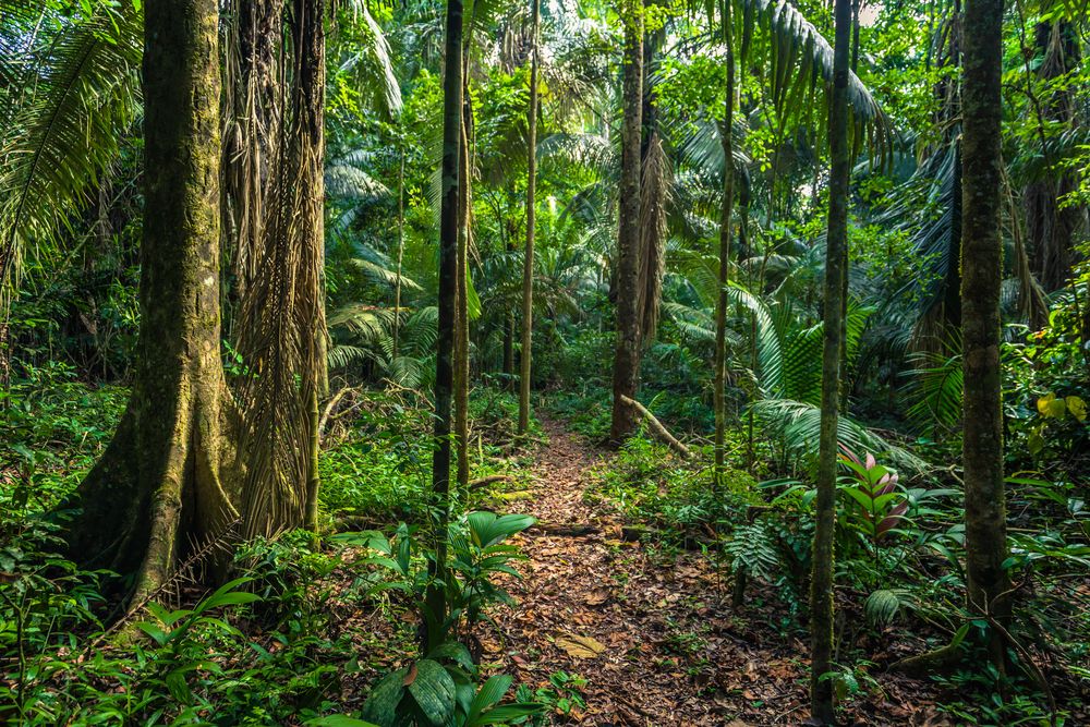 The Amazon rainforest in Manú National Park. Image by Rui Baião / Shutterstock. Peru, undated.