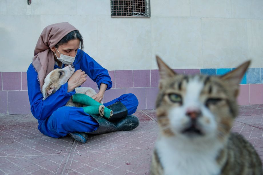 39-year-old Azadeh Mahjoub runs a home for injured animals in Rasht in the north of the country. In order to finance this, the trained accountant had to sell her wedding jewelry. She and three other helpers are currently looking after 150 dogs and 70 cats. Twice as many caregivers are needed, but they cannot afford any more employees. Due to the coronavirus crisis, donations are almost non-existent. Restaurants and ballrooms remain closed; previously, it was common for them to supply food scraps to the shelter. Dogs are particularly threatened in Iran: According to Islam, they are considered unclean. Fundamentalists have repeatedly threatened to set Azadeh's shelter on fire. Image by Ali Sooteh / NVP Images. Iran, 2020.