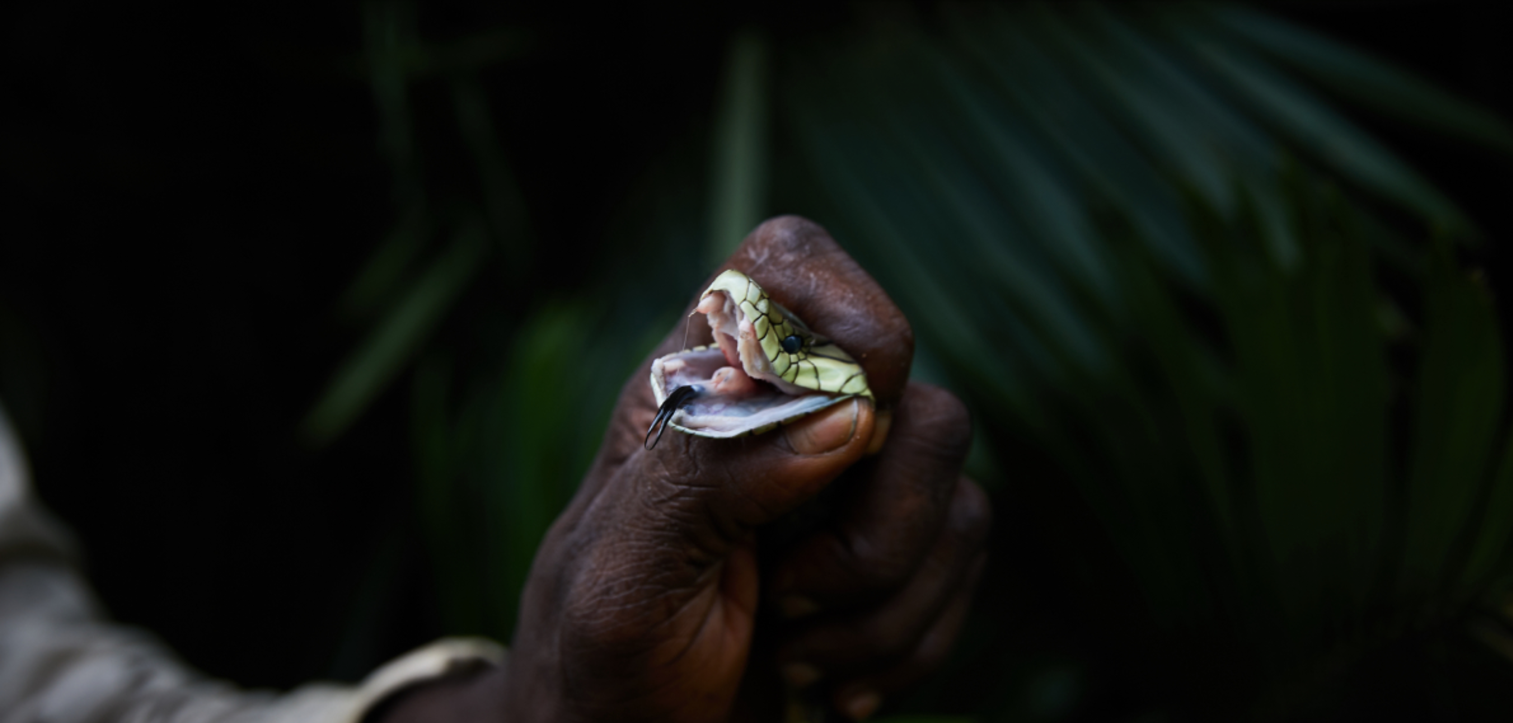 A venomous snake in the DRC. Image by Hugh Kinsella Cunningham. Democratic Republic of the Congo, 2019.