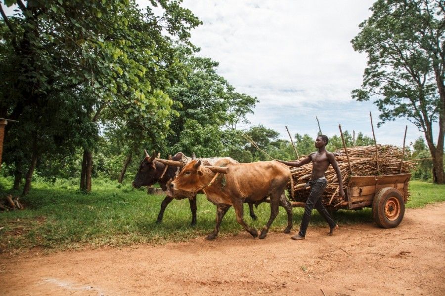 The wood on the ox-cart comes from the Dzalanyama Forest Reserve, where villagers are allowed to collect wood for a small fee. The forestry reserve, one of the most important water catchment areas in the country, is increasingly plundered by illegal charcoal burners. Image by Nathalie Bertrams. Malawi, 2017.