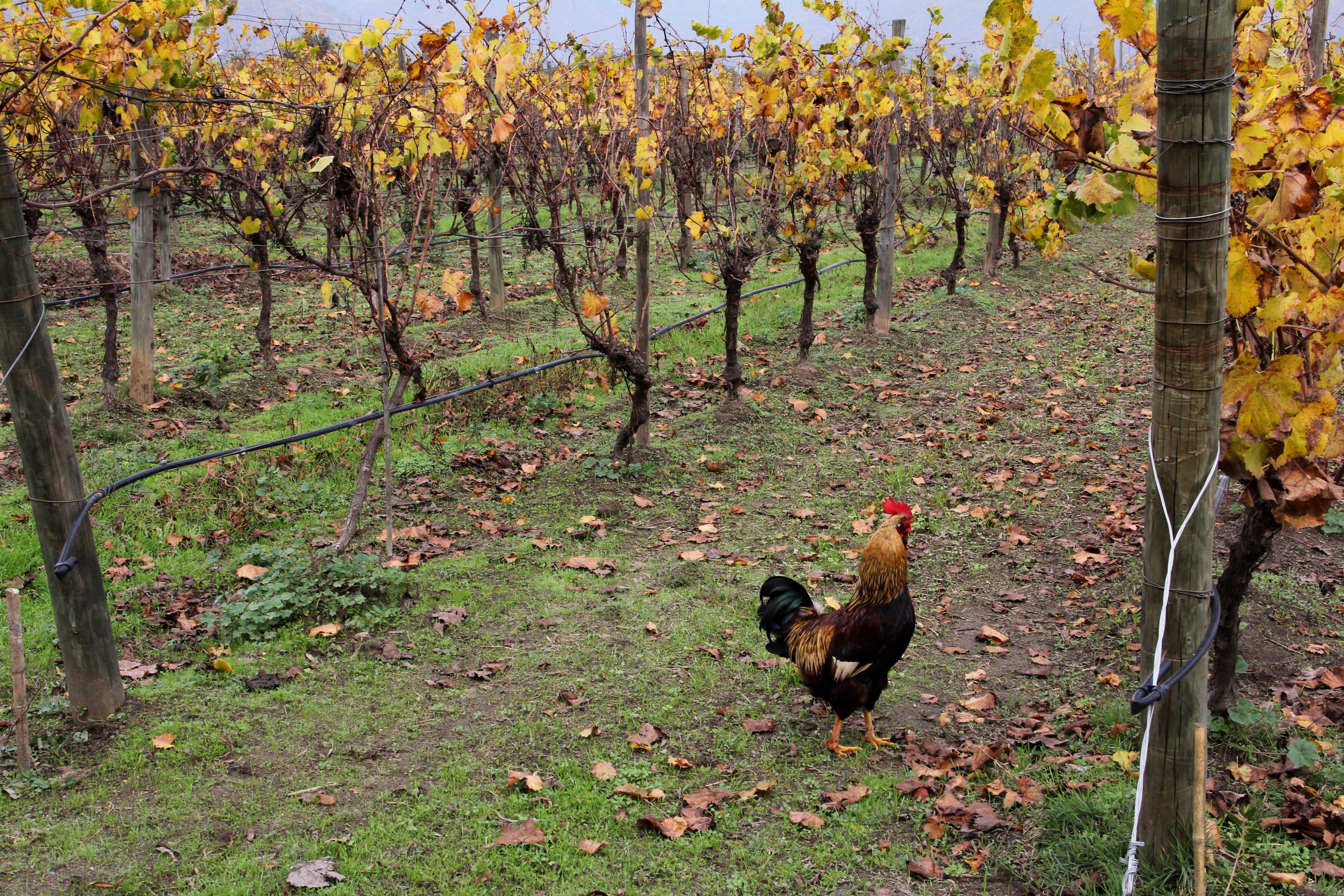 Emiliana Vineyards uses chickens to eat insects and fertilize the grape vines. Image by Taylor Lord. Chile, 2017.