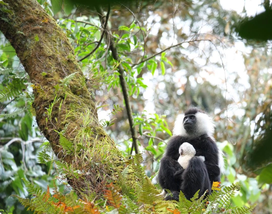 Colobus monkey and baby in Nyungwe National Park. Nyungwe is one of the region’s largest and oldest-remaining patches of montane rainforest. Thousands of Angola Colobus monkeys inhabit Nyungwe, and travel in groups of up to 400 individuals—a feature unique to Nyungwe and any arboreal primates globally. Image by Elham Shabahat. Rwanda, 2017.