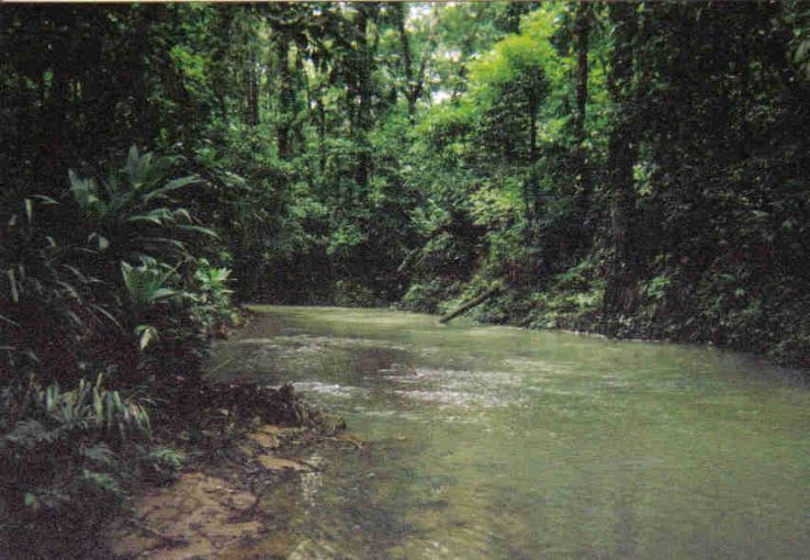 Rio Tapalwas, a tributary of the Rio Rus Rus, Reserva Biologica Rus Rus, Dept. Gracias a Dios, Honduras. 2003. Image by Josiah Townsend / flickr commons.