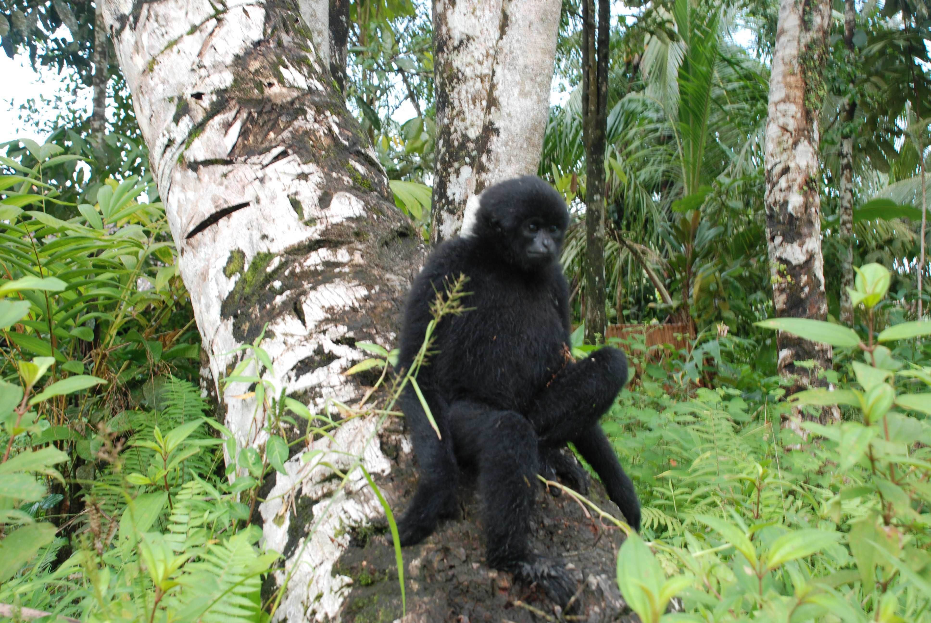 Bilou (Hylobates closii) endemic Mentawai primates. Image by Febrianti. Indonesia, 2020.