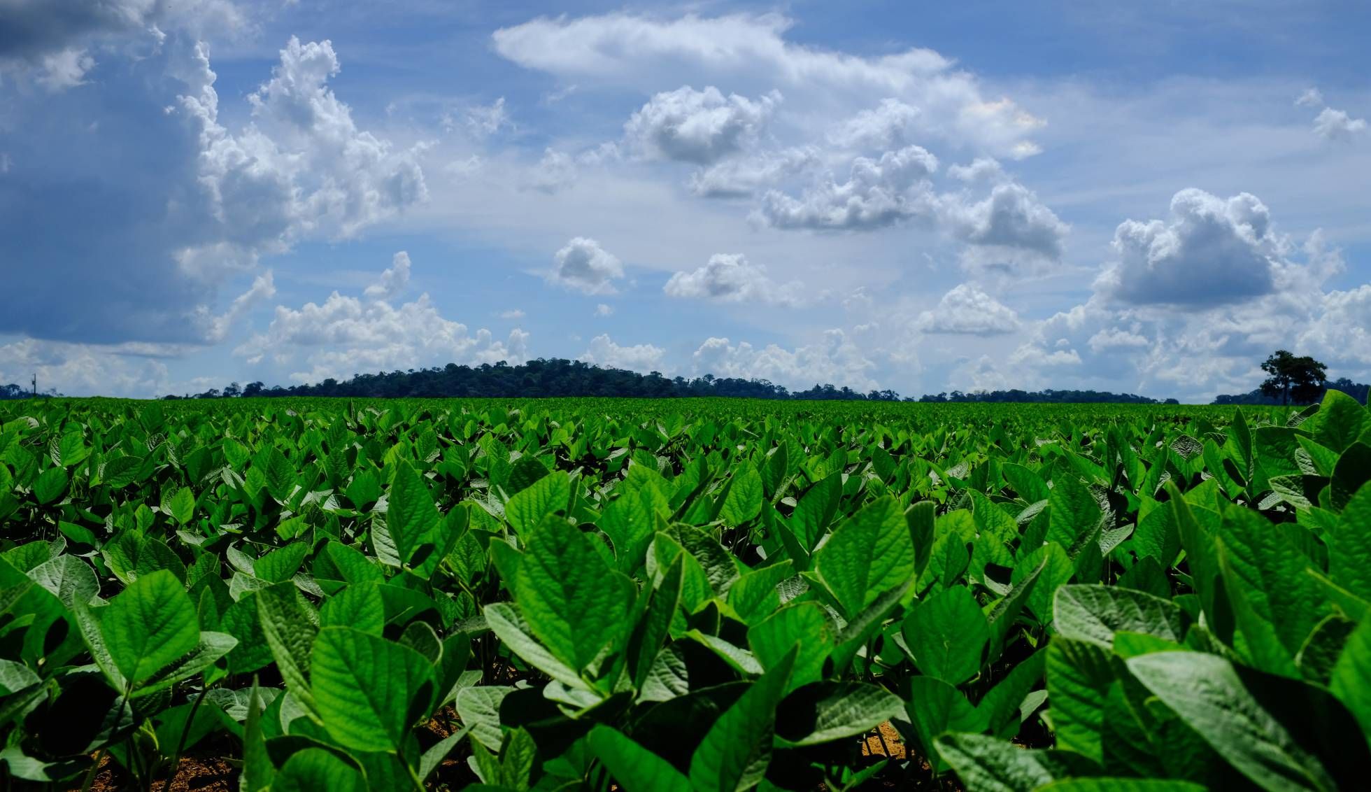 Soy plantations in a field in the outskirts of Sinop. In the horizon, one can see remnants of Amazon forest. Image by Melissa Chan. Brazil, 2019.