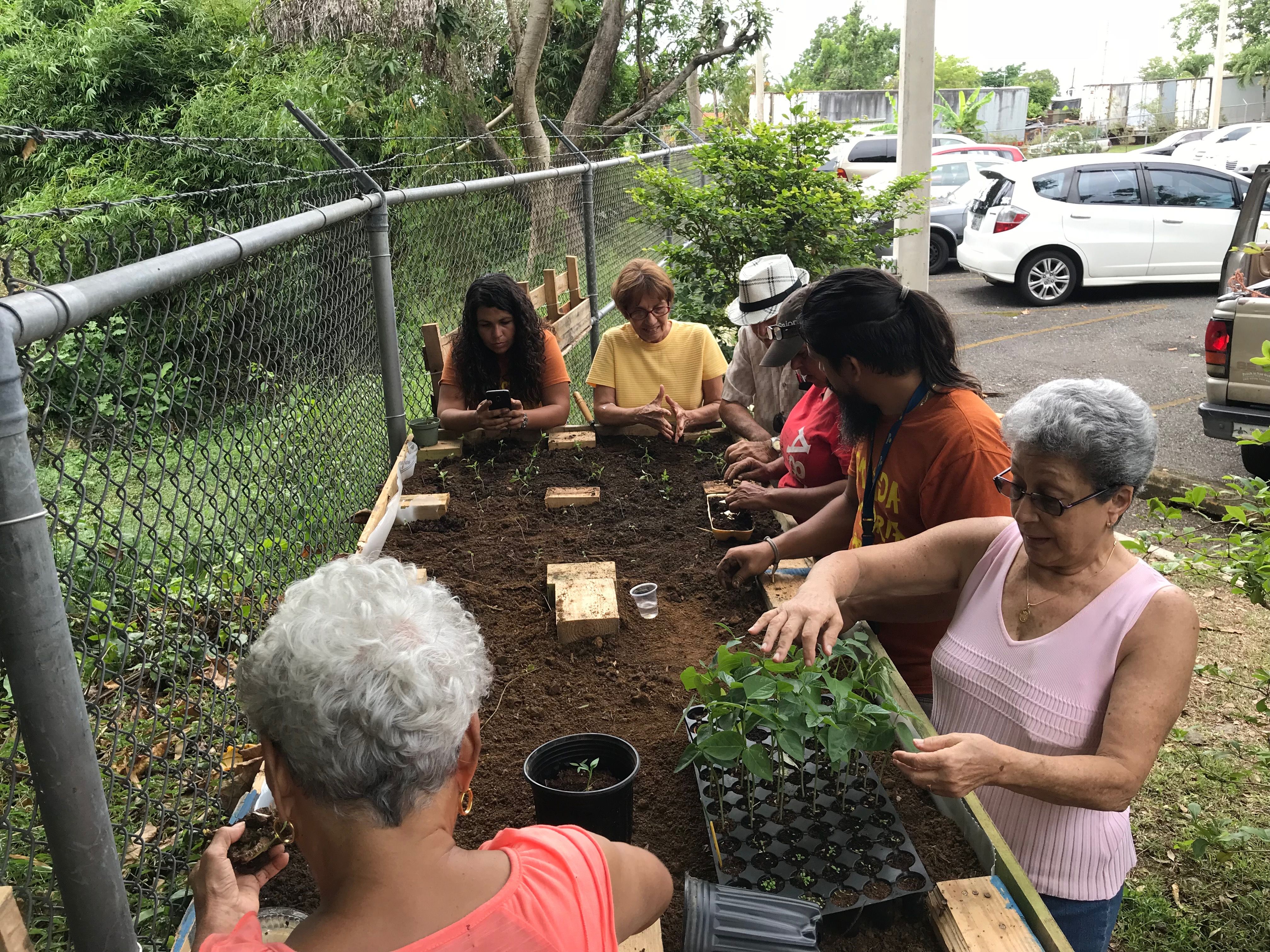Brigada Solidaria del Oeste helps residents at the San Fernando Elderly Center in Mayagüez, PR, to plant vegetables behind their residential building. Image by Tomas Woodall Posada. United States, 2018.