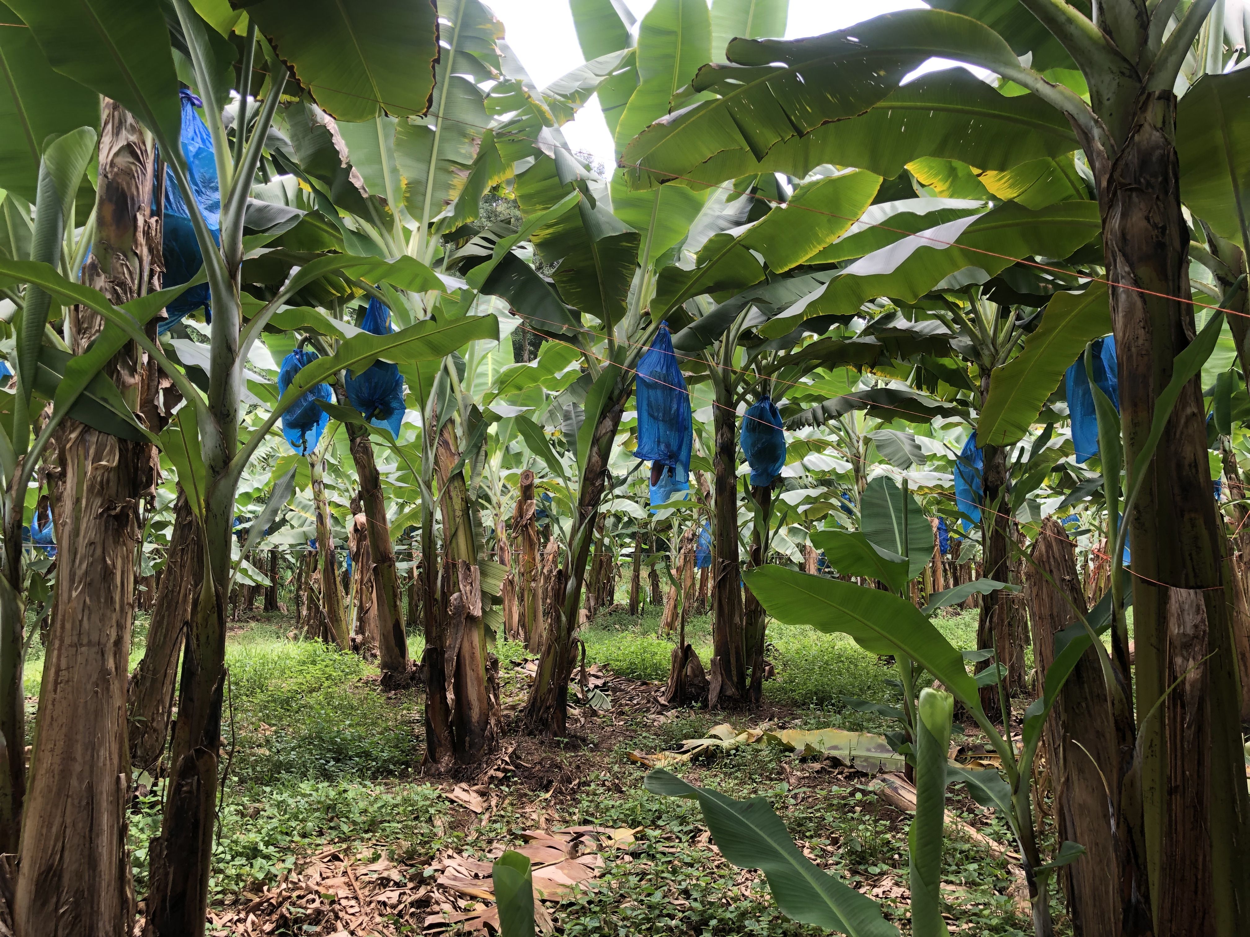 Bananas are wrapped in natural insect-repelling bags made with hot pepper and garlic at Earth University. The insecticidal bags are removed from the bananas here in the processing facility at Rio Sixaola Plantation. Image by Madison Stewart. Costa Rica, 2019.