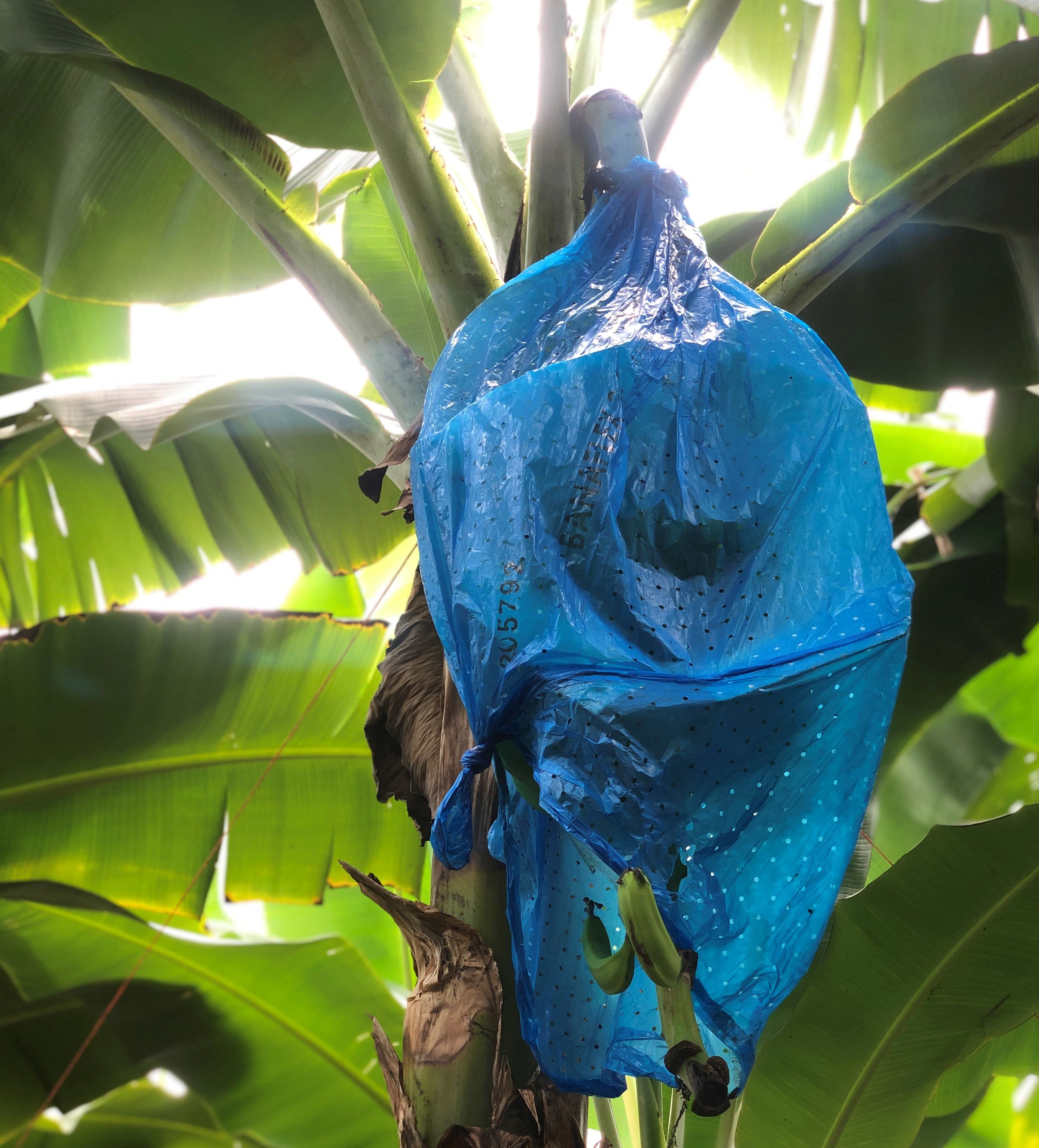 The insecticidal bags placed around the banana help protect it, but can also create hazardous air pollution for workers and the public. Image by Madison Stewart. Costa Rica, 2019.