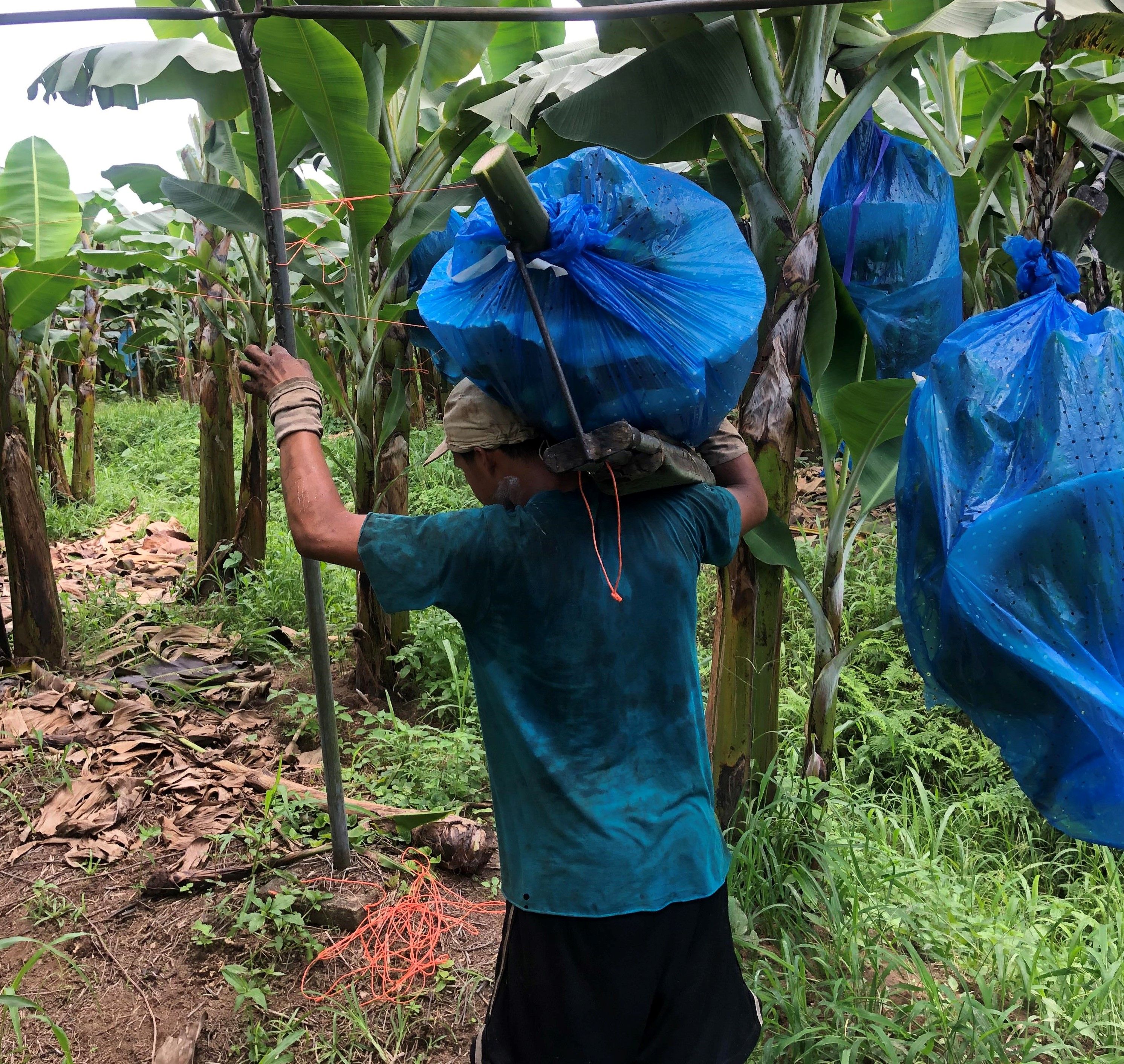 A young boy, 16, harvests the bananas, which can weigh up to 60 pounds. Image by Madison Stewart. Costa Rica, 2019. 