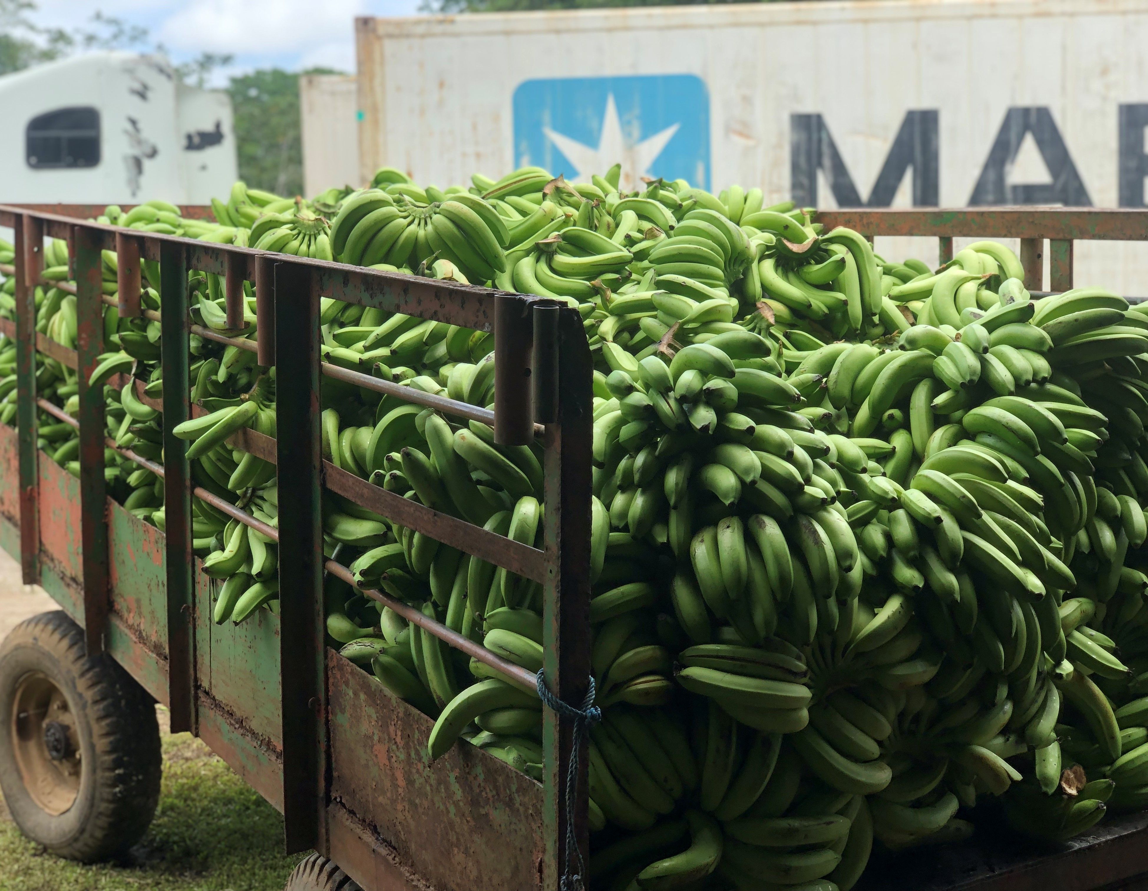 Sustainably grown bananas at Earth University. Image by Madison Stewart. Costa Rica, 2019. 