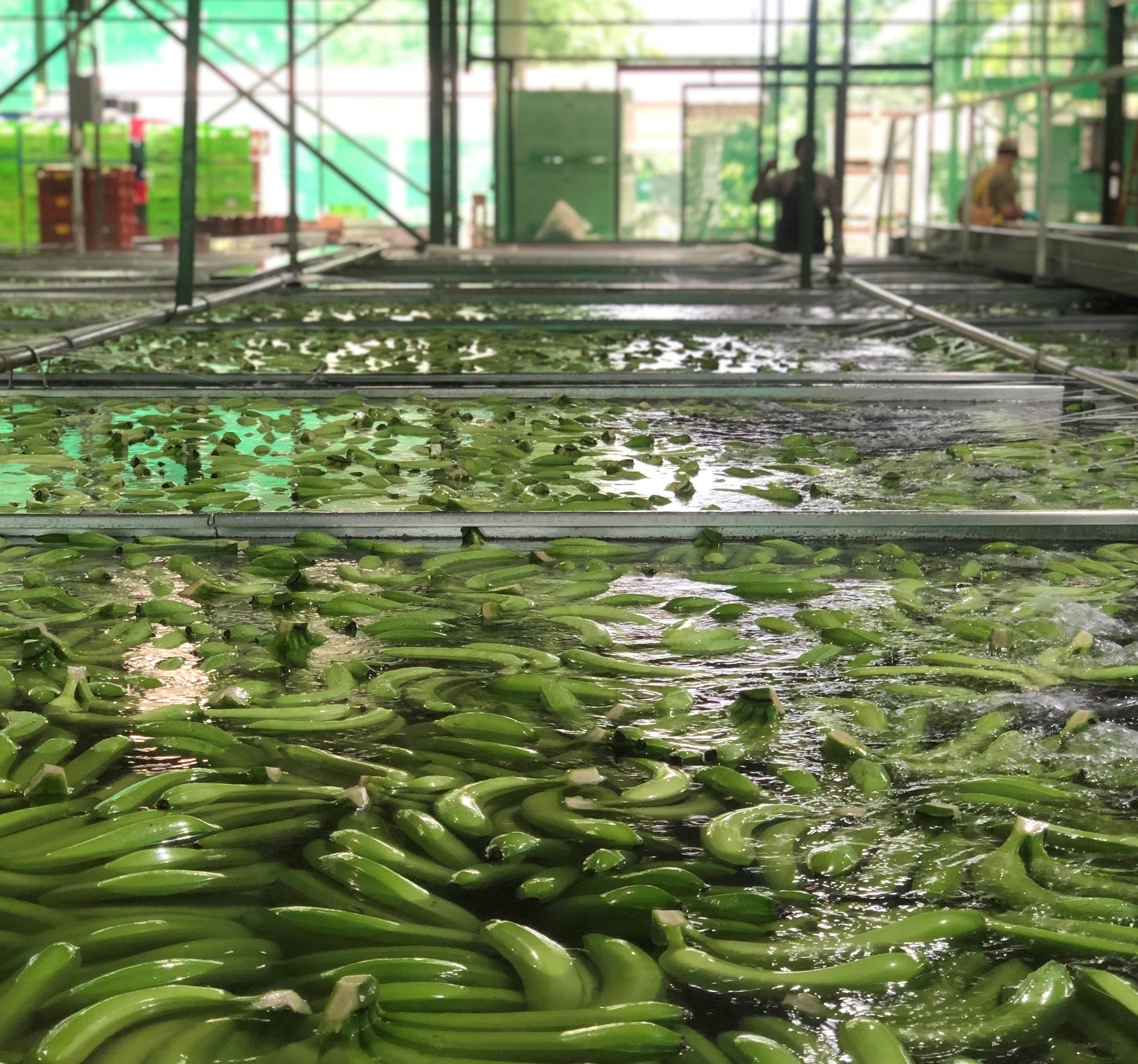 The bananas are conventionally soaked in pesticides during processing to maintain preservation while being shipped. Image by Madison Stewart. Costa Rica, 2019. 