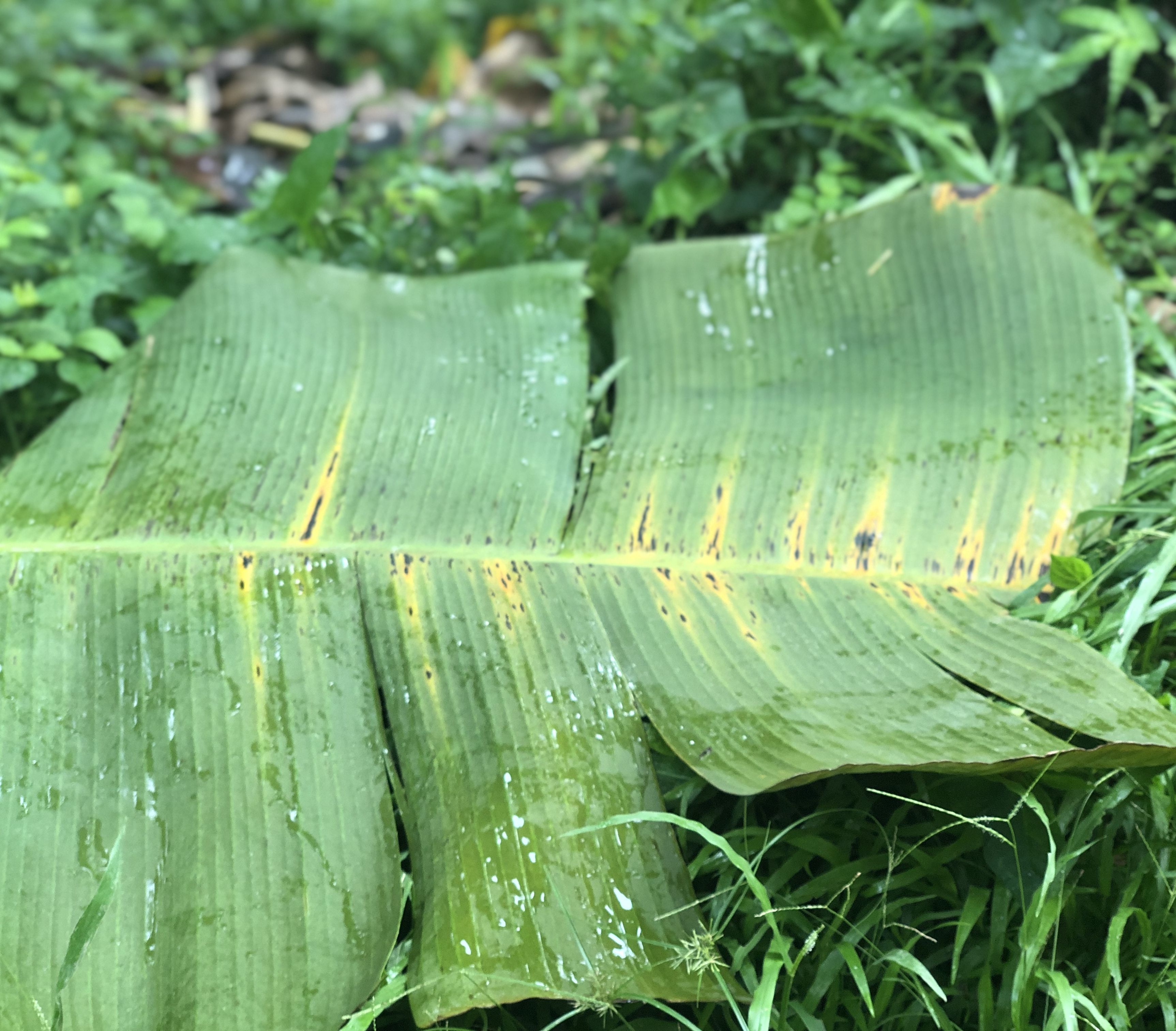 Black leaf streak fungus that inhibits photosynthesis within the banana leaves, destroying crops. Image by Madison Stewart. Costa Rica, 2019. 