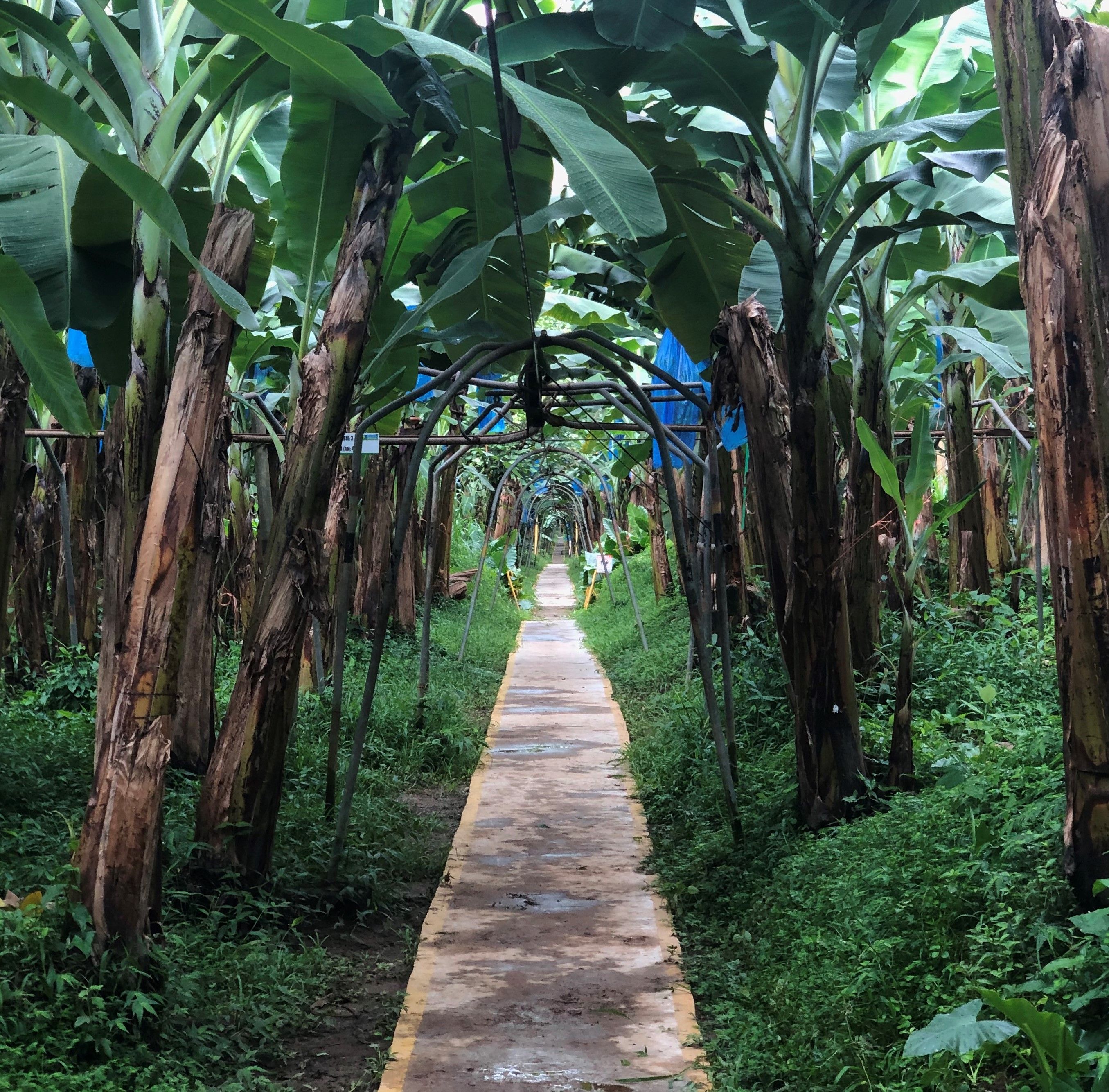 Bananas grown in a monculture system. Image by Madison Stewart. Costa Rica, 2019. 
