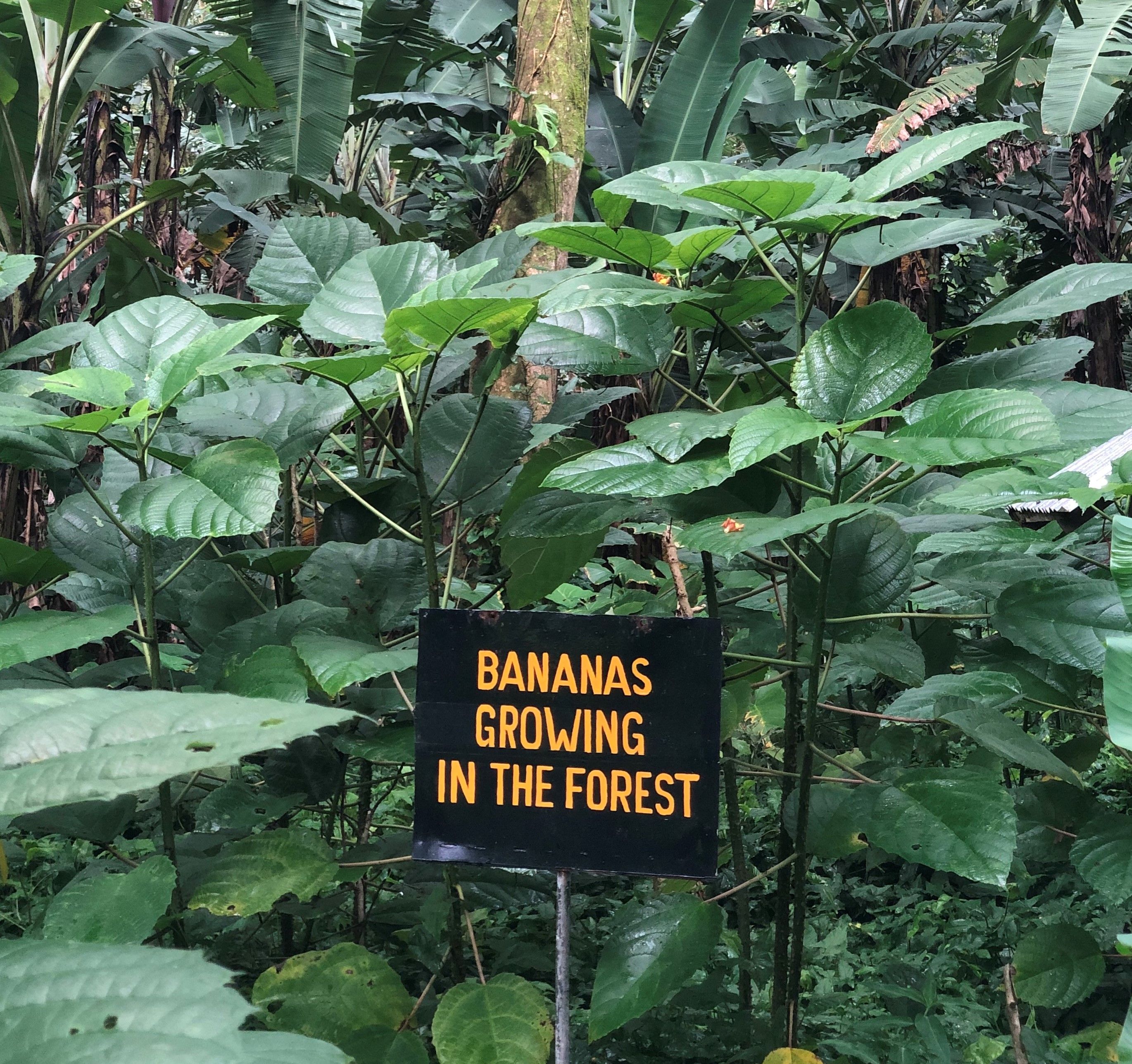 100-acres of natural banana production at Rio Sixaola Plantation. Image by Madison Stewart. Costa Rica, 2019.