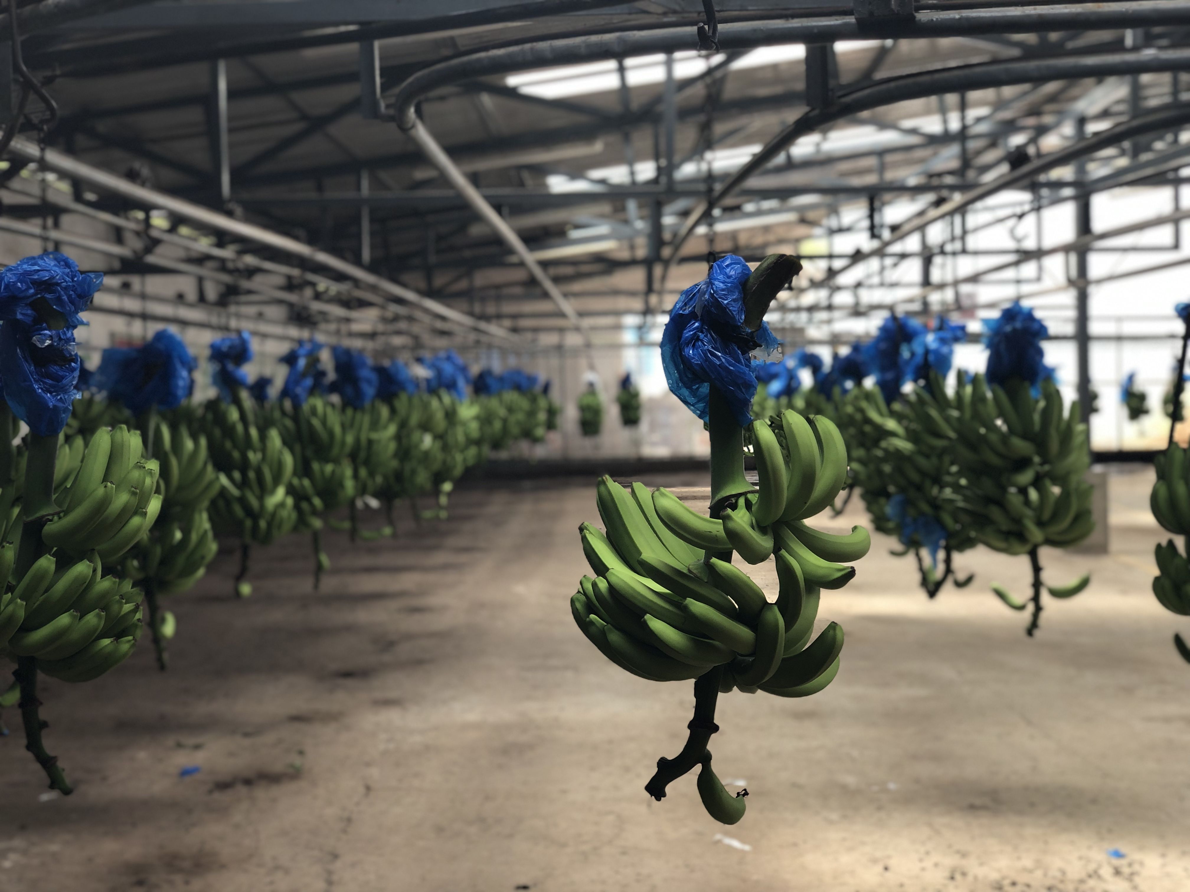 The insecticidal bags are removed from the bananas in the processing facility at Rio Sixaola Plantation. Image by Madison Stewart. Costa Rica, 2019. 