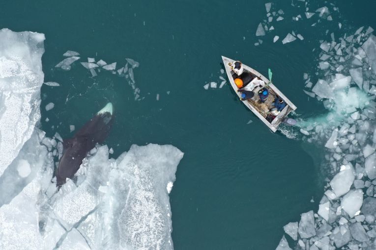 Anagi Crew hunts a 30-foot male bowhead whale on the Bering Sea in an umiaq, a small sealskin boat that is prized for its light weight, stealthy movement and respect for tradition. Image by Yves Brower. United States, undated.