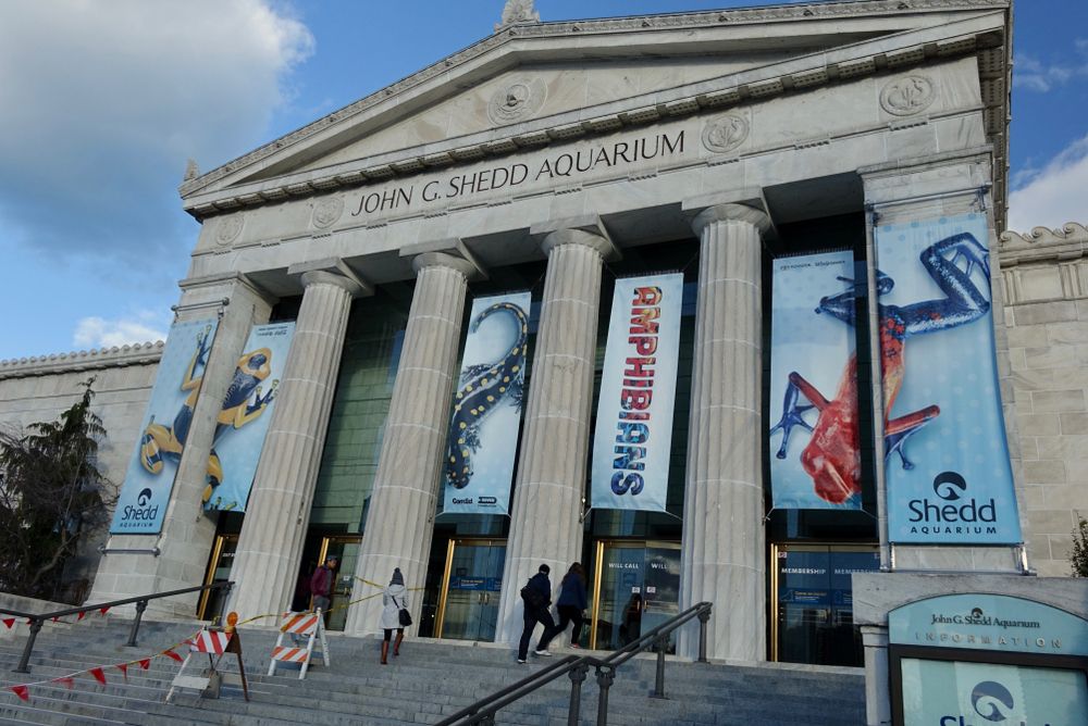 Chicago, IL / USA - November 13, 2015: Front entrance to Shedd Aquarium during Amphibians exhibit and exterior construction. Image by Marstar / Shutterstock.com. United States, 2015.