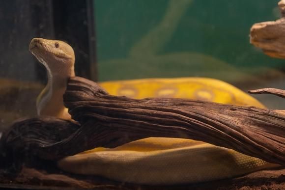 Freddy, the 12-foot albino python, will be kept in his enclosure at Burpee Museum of Natural History as part of restrictions on interactive exhibits because of the coronavirus pandemic. Image by Albert Riley Jr./Rockford Register Star. United States, 2020.