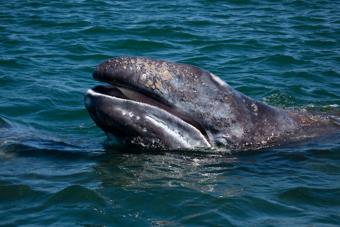Gray whale showing baleen, Baja California, Mexico. Image by Mogens Trolle / Shutterstock. Mexico, undated.