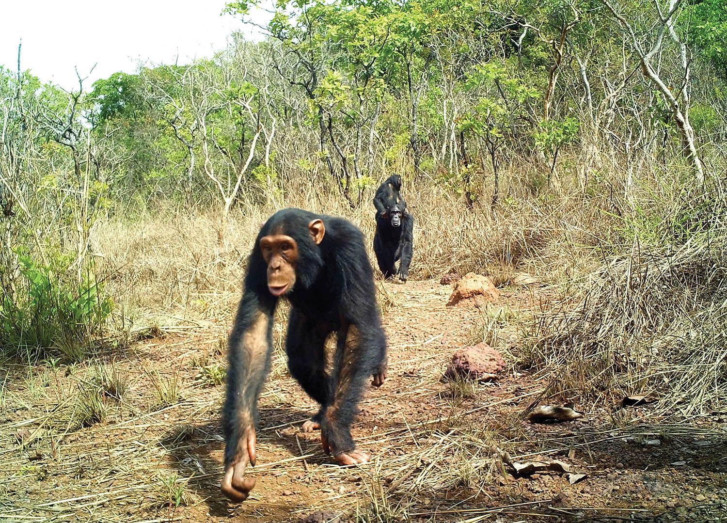 Eastern chimpanzees
