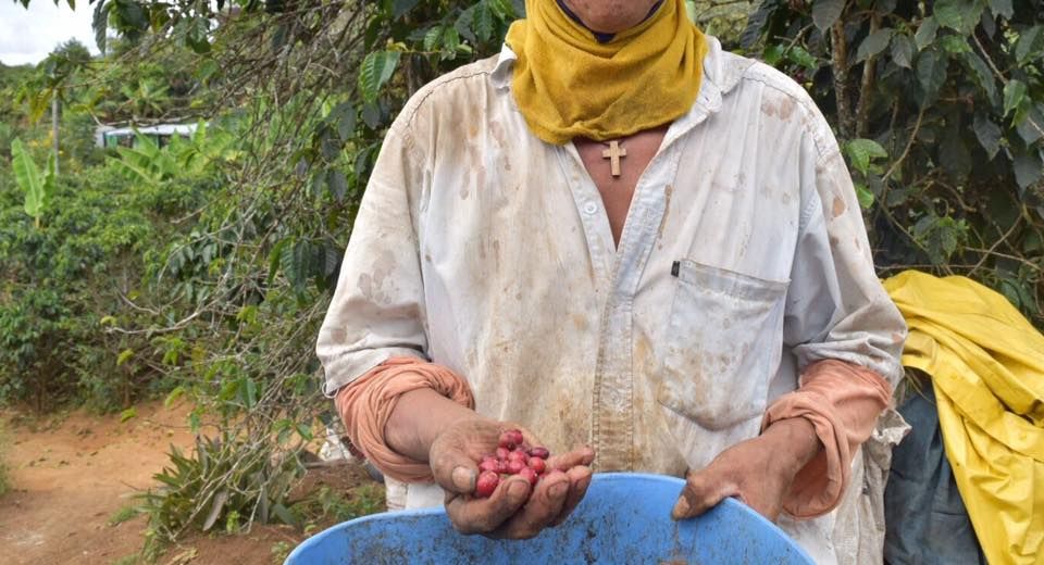 With a wooden cross wrapped around his neck, a coffee farmer grabs a handful of coffee beans that he picked that day. He laughs and says “this is what hope looks like." Image by Camila DeChalus. Colombia, 2016.