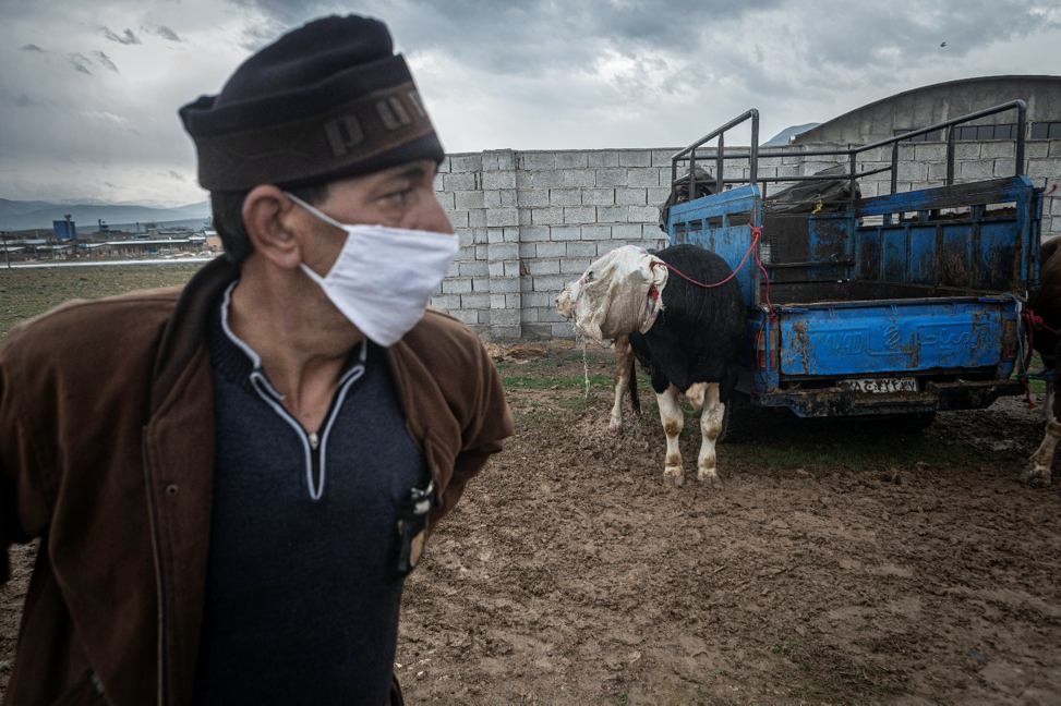 Azarshahr, Iran - April 24, 2020. The man in the fair does business by buying and selling cows and also, he uses his truck to transport while having a mask on his face. Iran is amongst five of the countries with the highest spread of COVID-19.

Iran’s government began an official lockdown on March 15, 2020, the quarantines in place are for those who do not exhibit symptoms but have been exposed to the illness. For the large number of Iranians who live on a day-by-day income, staying home means having no money to pay for essential things such as food. Therefore, they must take their life in their own hands and work in order to survive even at the risk of getting infected, spreading the virus in society at large, and even getting fined for breaking the quarantine. For them, choosing either path has extreme consequences.  Image by Jalal Shamsazaran / NVP Images. Iran, 2020.