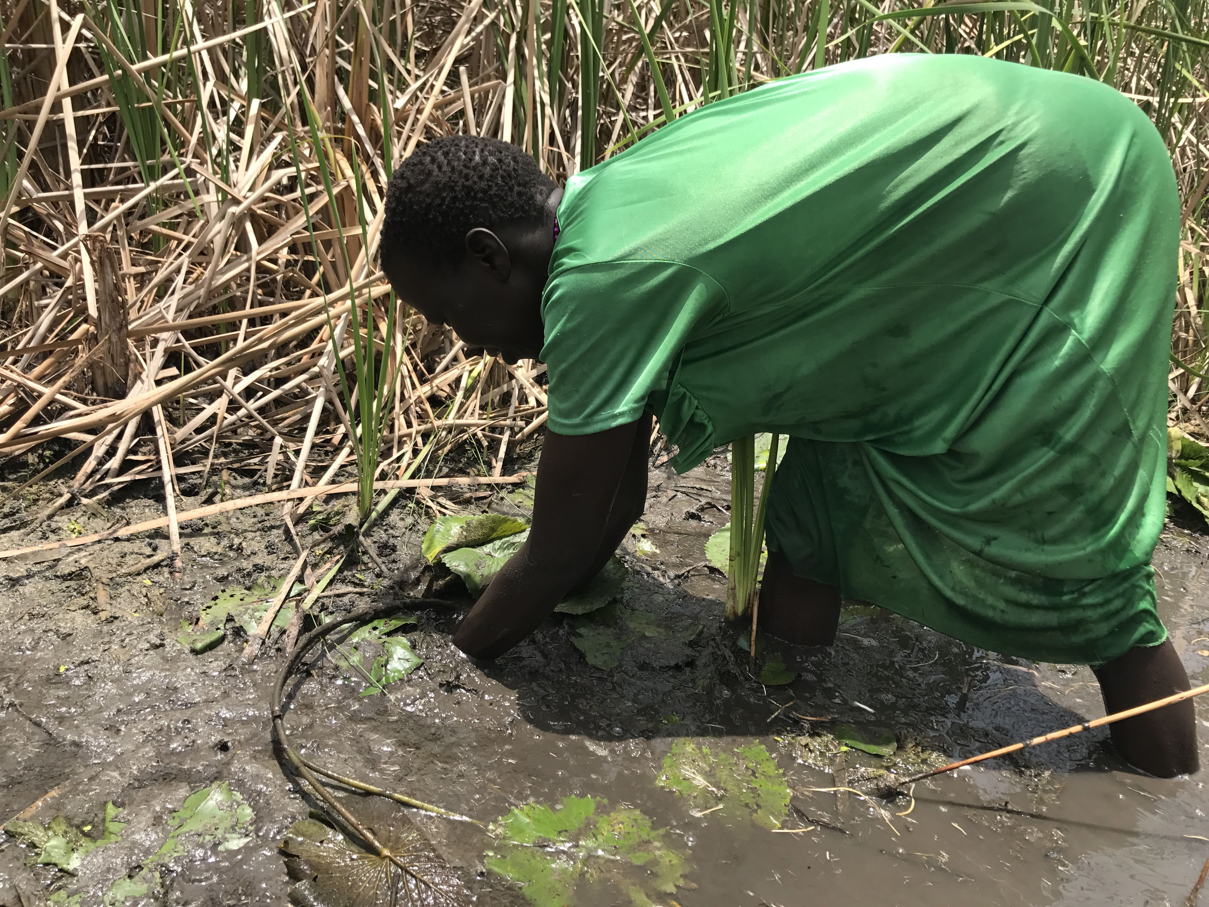 Tipasa, Rebecca's mother. She is foraging for water lily root, like the thousands of others in South Sudan. The swamp surrounds Thoahnam village where she has fled to with her family, but they have not yet received food handouts from the WFP so need to live off the land still. Image by Jane Ferguson. South Sudan, 2017. 
