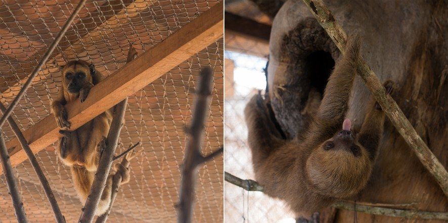 A howler monkey (left) and a sloth, rescued during the cleaning of the Sinop Hydroelectric Power Plant reservoir area, are waiting to be relocated to a wildlife screening center in Mato Grosso. Image by Juliana Arini. Brazil, 2019. 