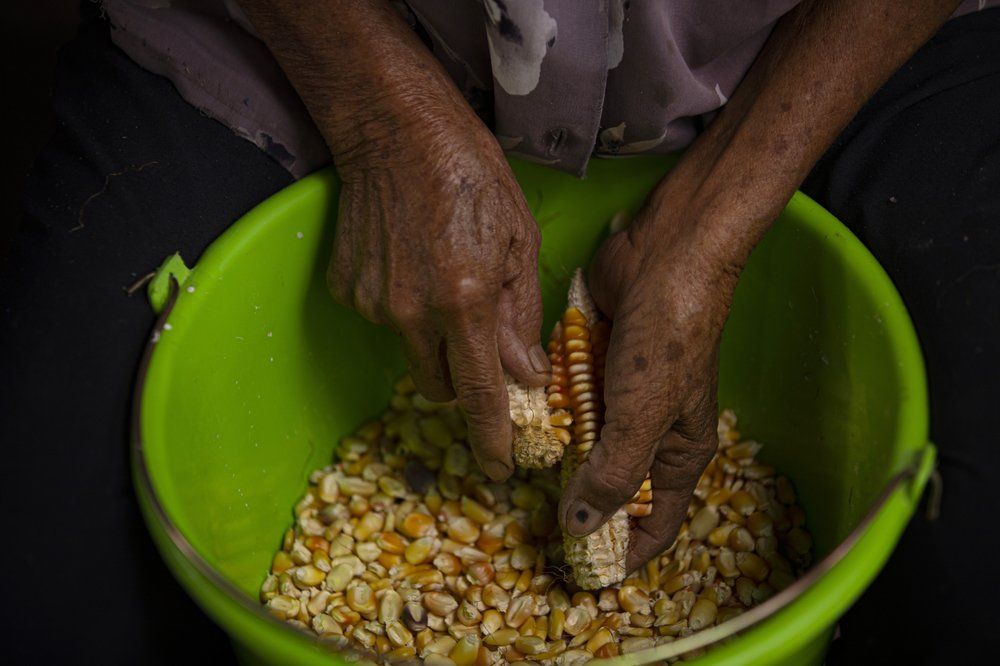 Catalina Vazquez shells corn in San Jeronimo Xayacatlan, a town in Mexico from which nearly a third of residents have emigrated to New York, Thursday, June 25, 2020. The 83-year-old grandmother raised her five children as a single mother after the father of her children abandoned them. Three of her children live in the U.S. while two are home. Image by Fernando Llano/AP Photo. Mexico, 2020.