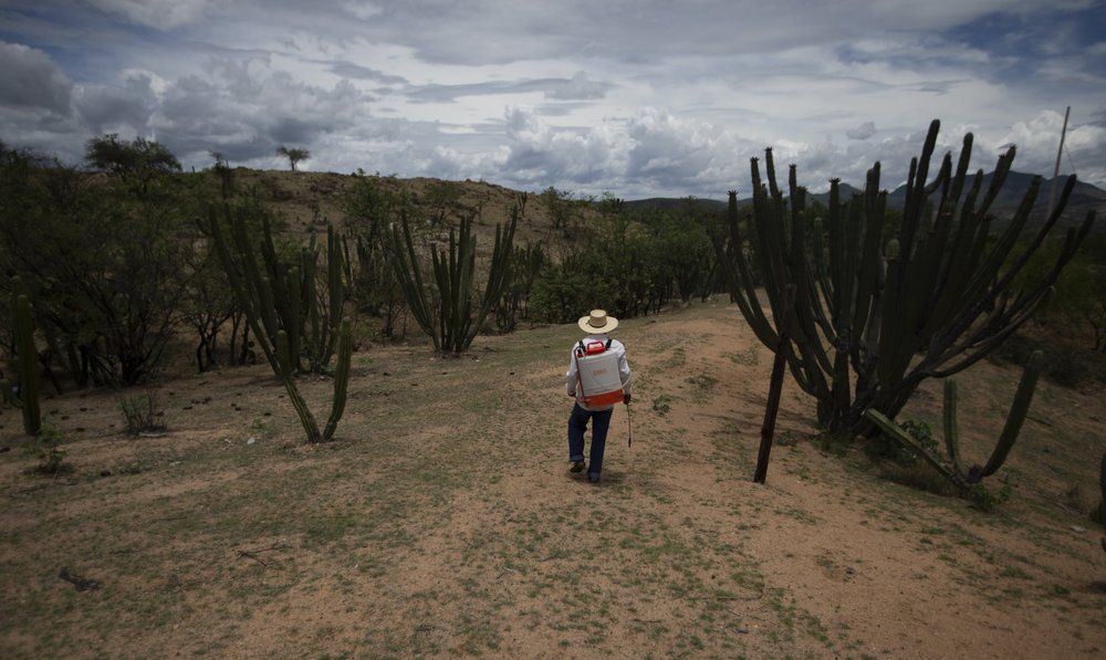 Jorge Vazquez fumigates mango crops in San Jeronimo Xayacatlan, Mexico, Thursday, June 25, 2020. Vázquez was working in a New York restaurant on Sept. 11, 2001, and after the attack on the Twin Towers business dropped off and he was fired. He remembers the fear of another attack, so similar to the fear of contagion. "History's repeating itself in some way,'' he says. Image by Fernando Llano/AP Photo. Mexico, 2020.
