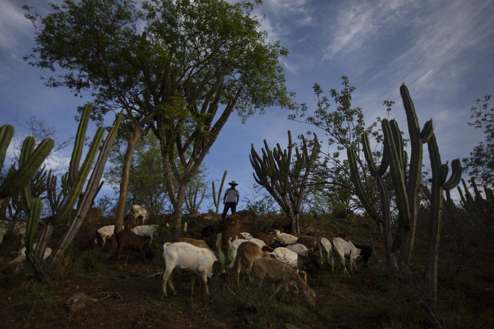 Ariel Juan Figueroa helps his mother Elisabeth Alvarado graze their goats in San Jeronimo Xayacatlan, Mexico, Friday, June 26, 2020. Ariel's father Axayacatl Figueroa emigrated to New York in 2005 and survived after suffering from COVID-19 this year. "I would have preferred to have him here," said Ariel, though he knows that won't happen anytime soon. "He won't be back until he retires or can't work," said Ariel. Image by Fernando Llano/AP Photo. Mexico, 2020.