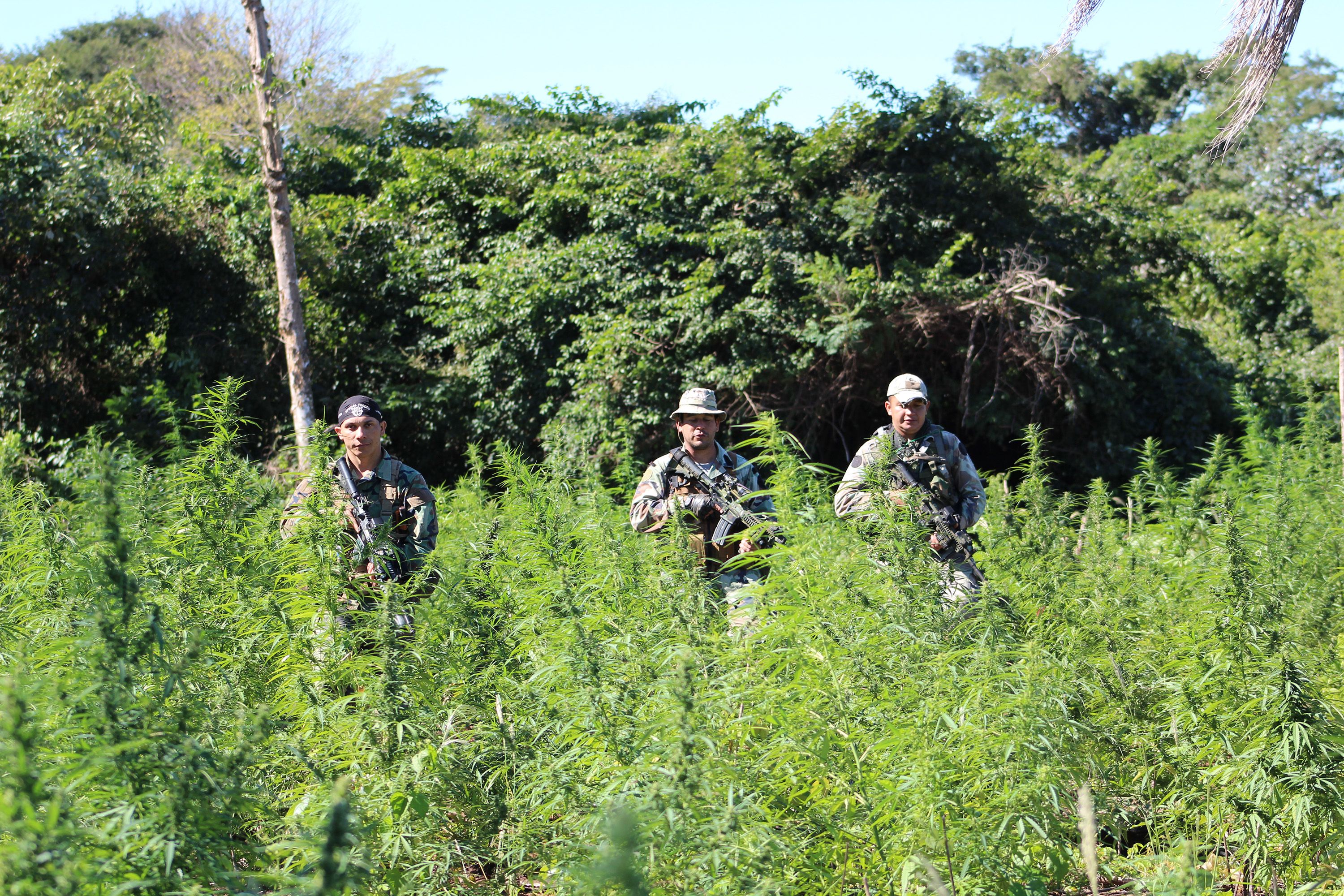 This clandestine cannabis plantation, in a private forest reserve on a huge ranch, covered around seven acres. The soldiers gave it the once over before getting to work destroying the plants. Image by Simeon Tegel. Paraguay, 2016.