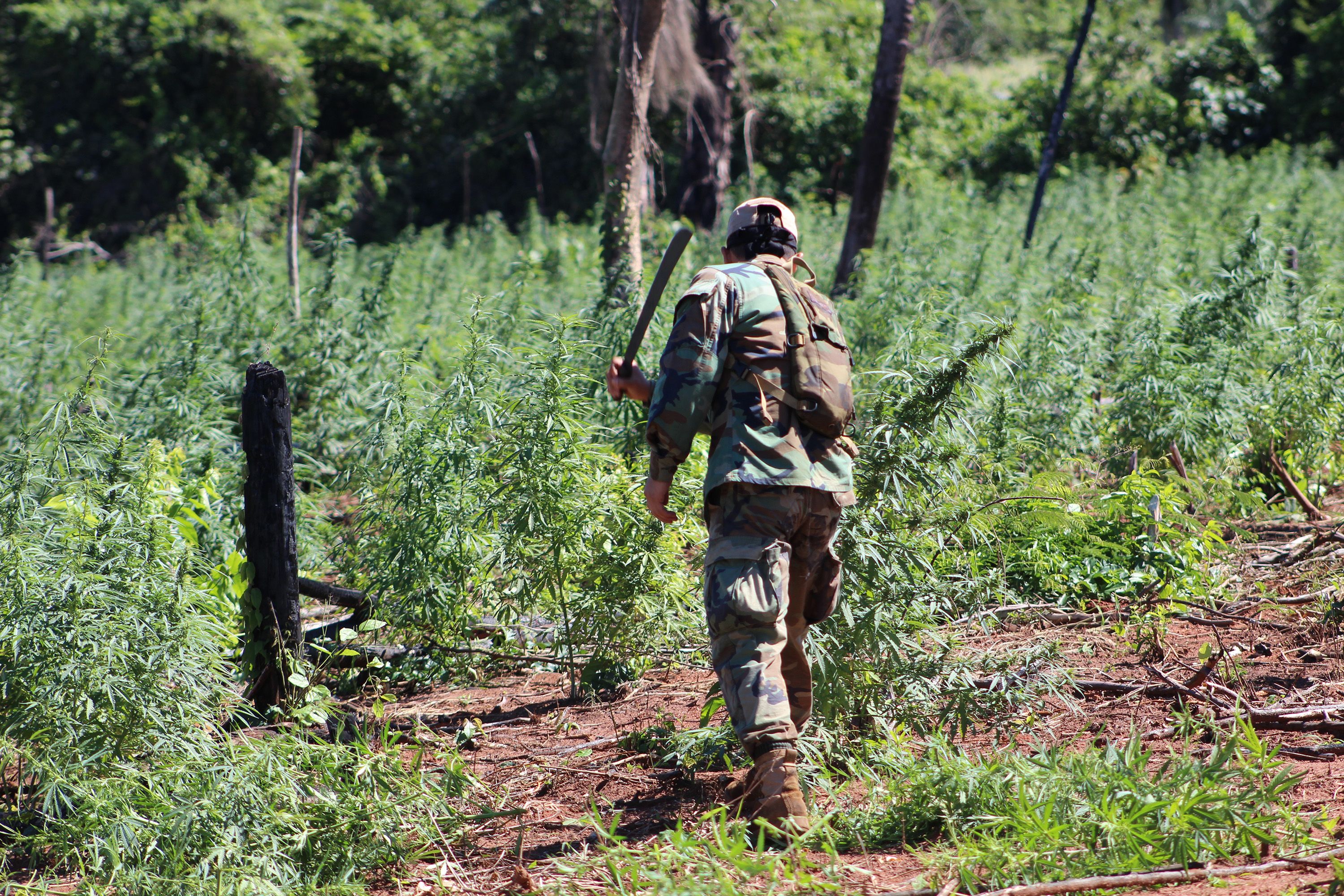 SENAD special forces don’t mess about. All plants are swiftly chopped down with a single machete swipe. If they have already budded, then they are also burned. Image by Simeon Tegel. Paraguay, 2016.