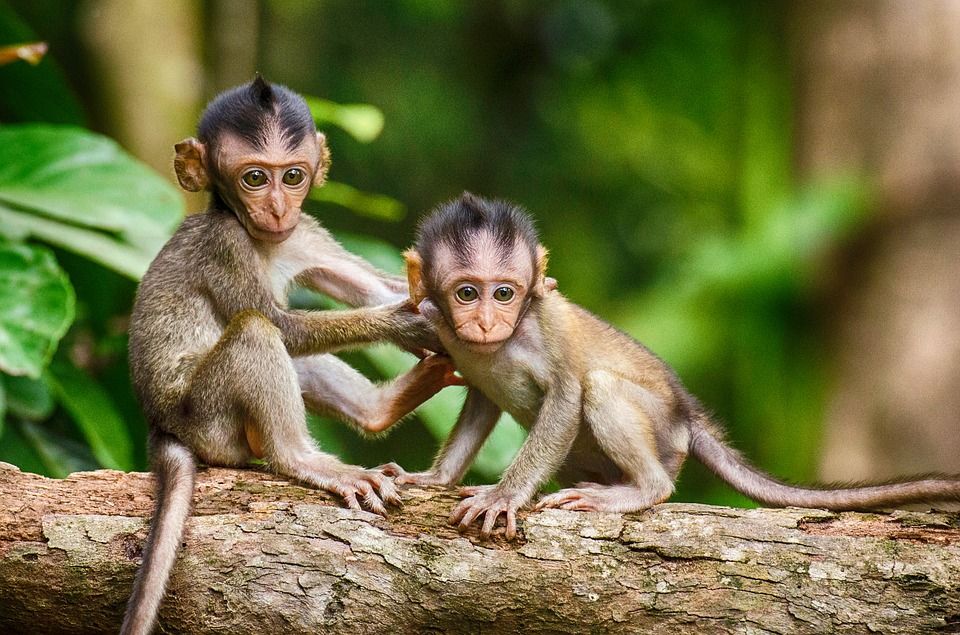 Monkeys in wildlife. Image by Pixabay. 2017.