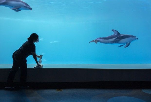 A Shedd Aquarium staffer disinfects the dolphin exhibit. Image courtesy of Shedd Aquarium. United States, 2020.