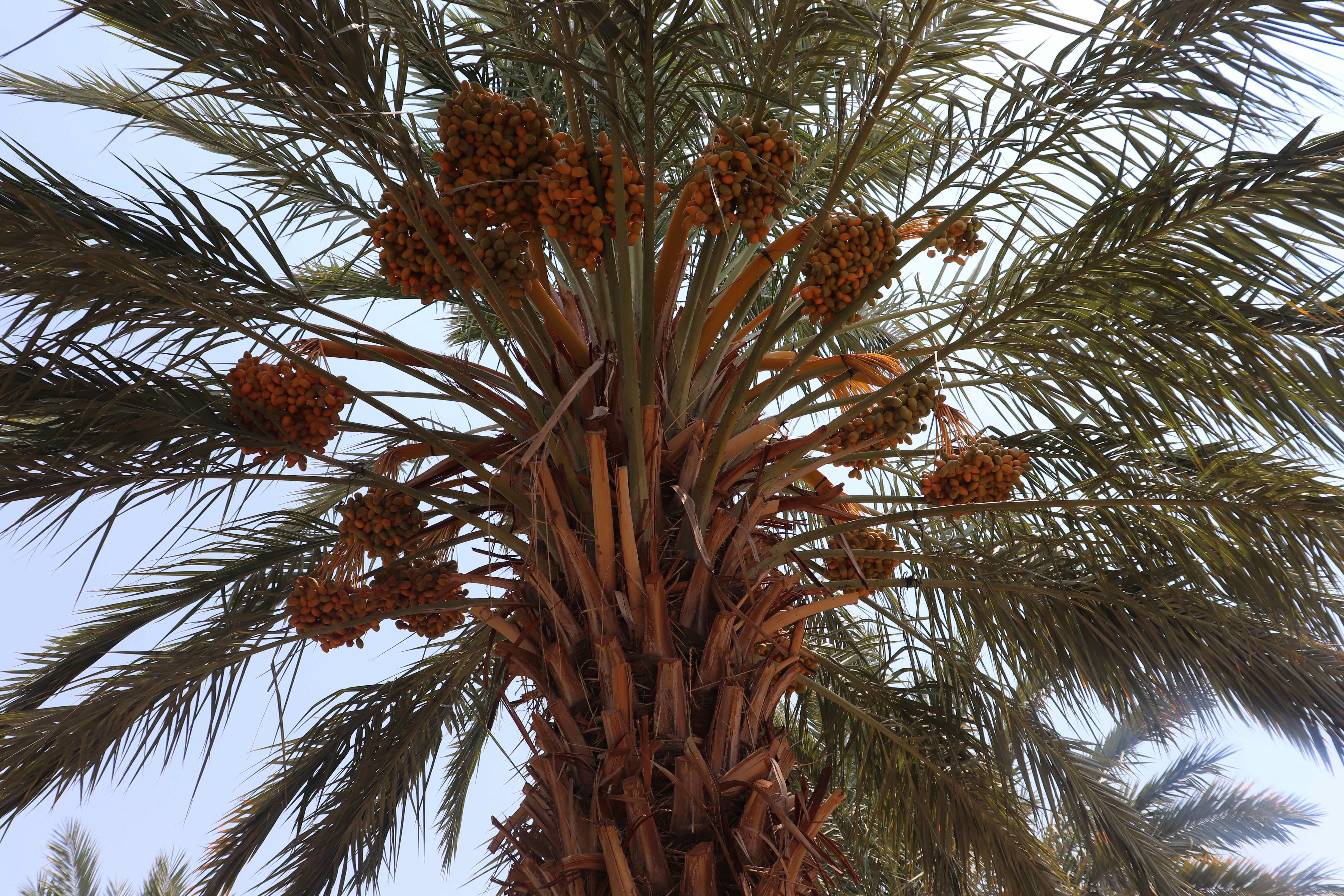 Young dates on Jamileh's palm tree farm. In about one month, she will need to put netting around them as they start to turn brown in order to prevent them from falling to the ground. Image by Carly Graf. Palestine, 2019.