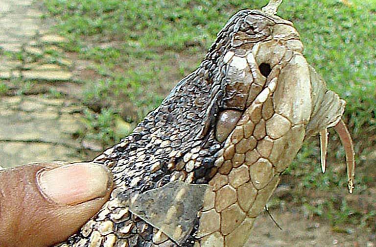 A deadly Amazon bushmaster (Lachesis muta) showing its fangs. Poisonous snakes present one of the greatest health hazards in the Brazilian Amazon, and yet some remote indigenous health centers lack the doctors and antivenom needed to treat snakebite. Image by Dick Culbert/Creative Commons. Brazil.