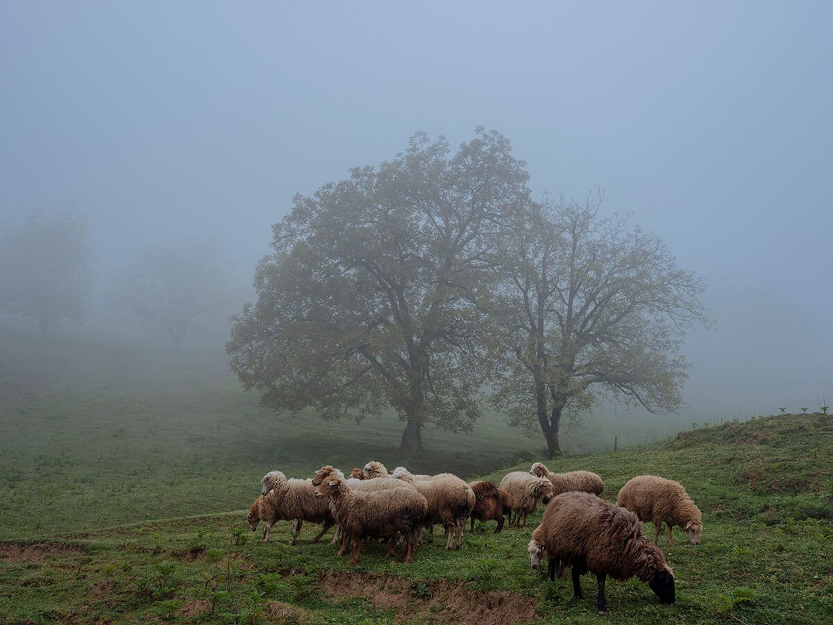Sheep graze on hill in teh Lerik District. Image by Emin Özmen/Magnum Photos. Azerbaijan, 2018.