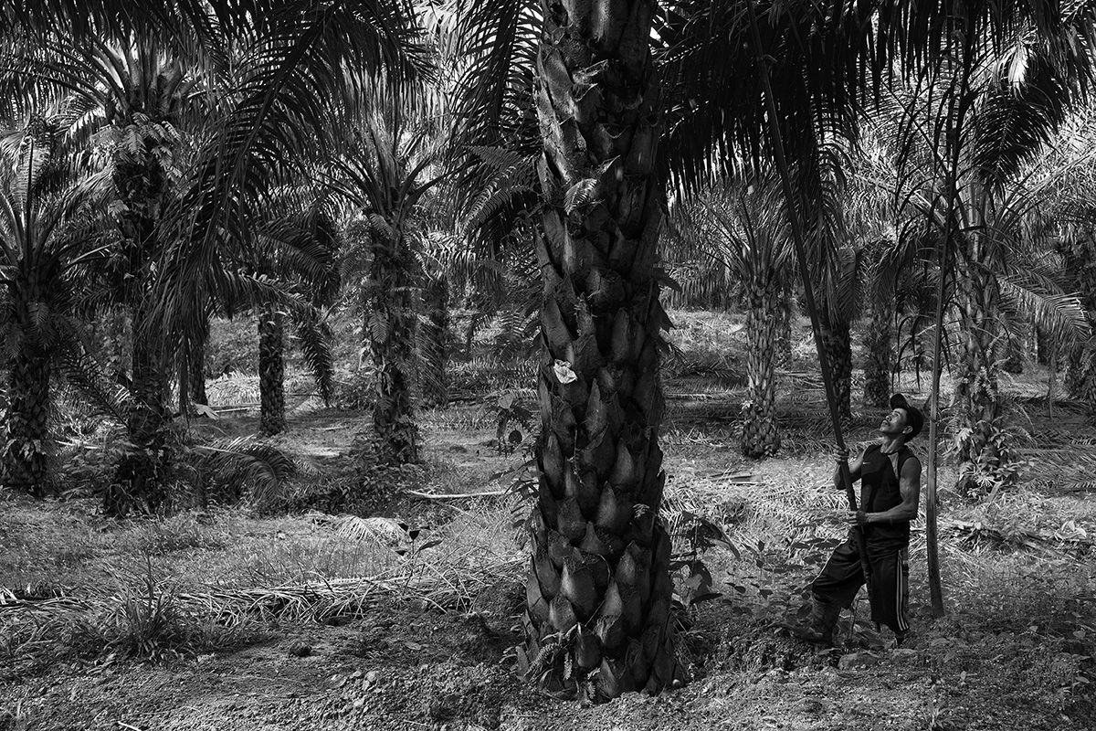 Harvesting oil palm fruits. Image by Stuart Franklin/Magnum Photos. Malaysia, 2018. 