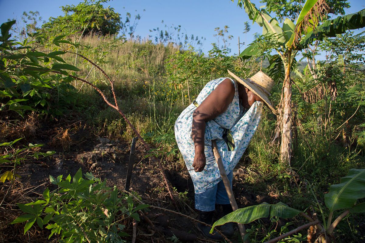 Emiliana, 67, harvesting yucca. She returned from the United States 10 years ago. Image by Susan Meiselas/Magnum Photos. Honduras, 2018.