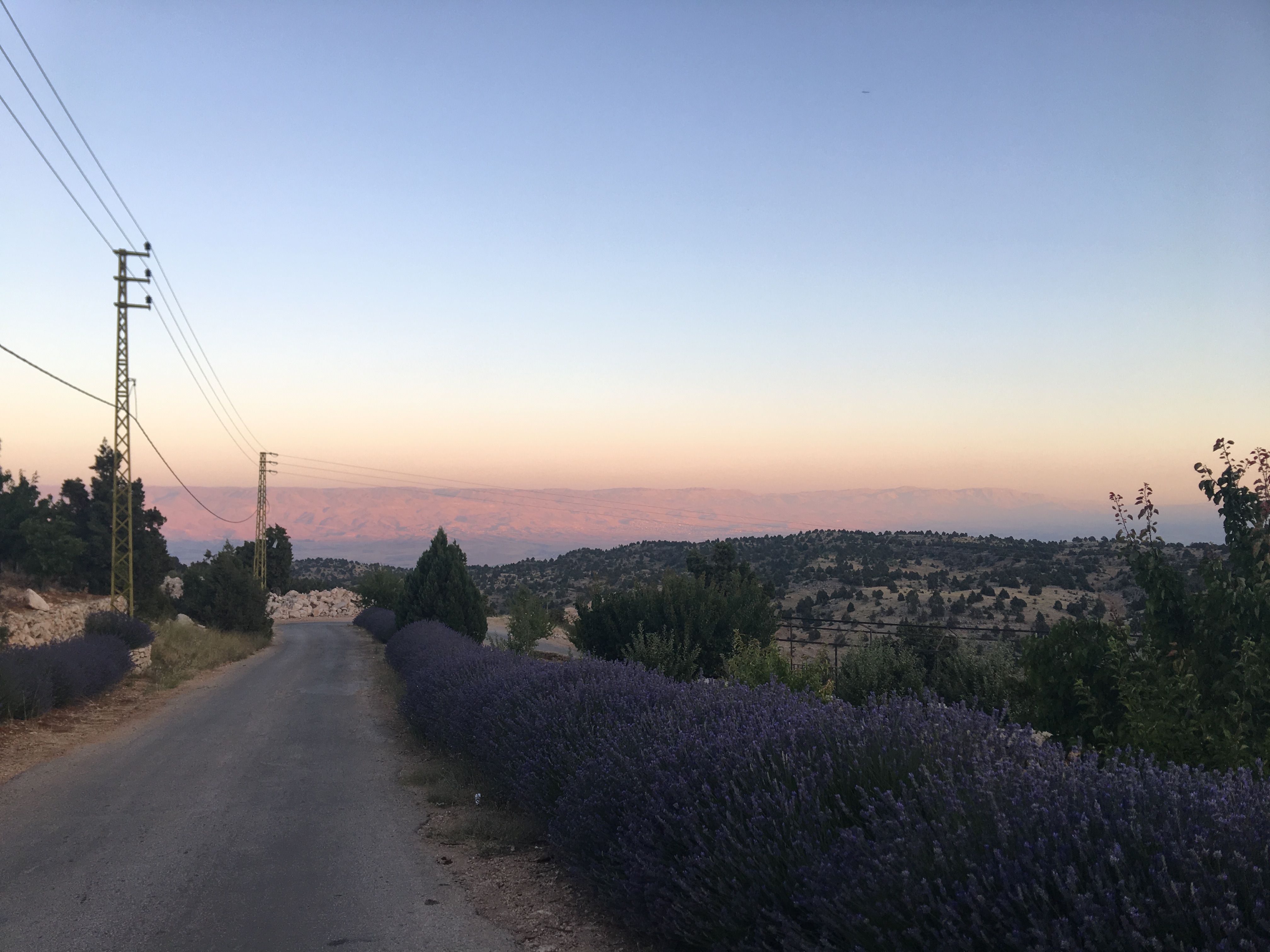 In Berqa, a village in the northern Bekaa Valley, juniper trees and lavender line the road. Image by Catherine Cartier. Lebanon, 2019.