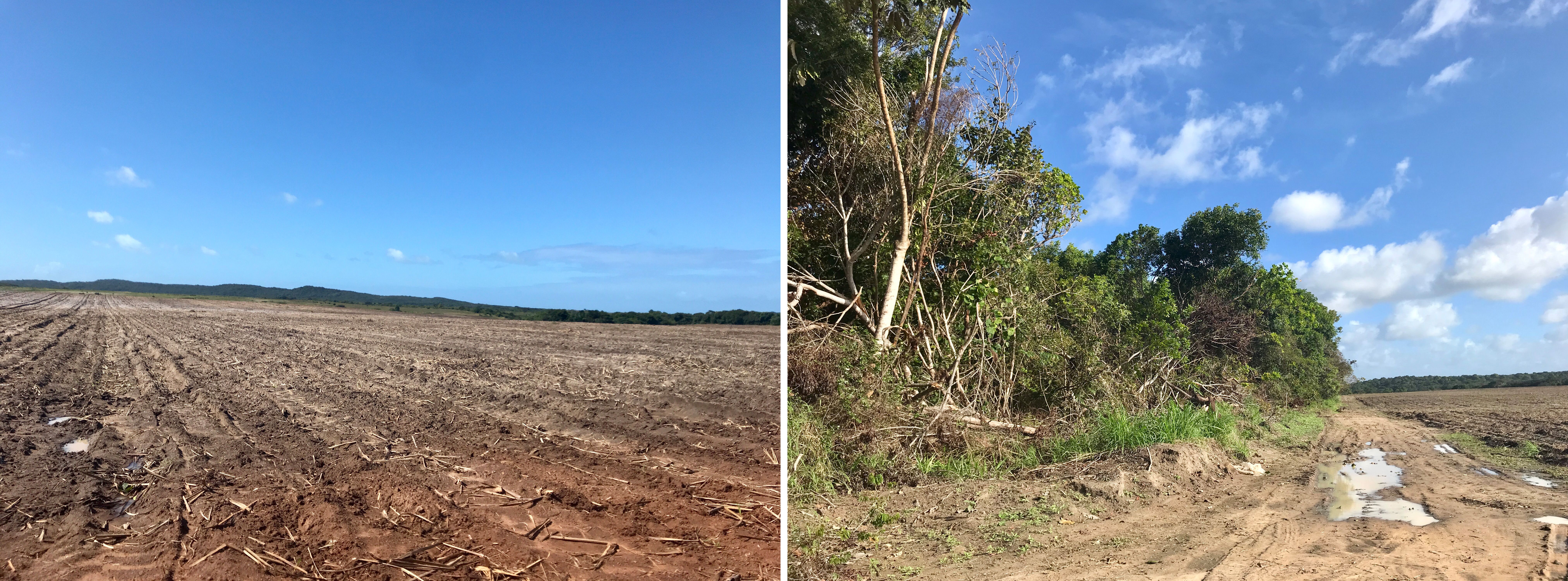 Areas near the Indigenous village of Sagi/Trabanda recently deforested for the expansion of sugarcane fields. Image by Rafael Lima. Brazil, 2019.