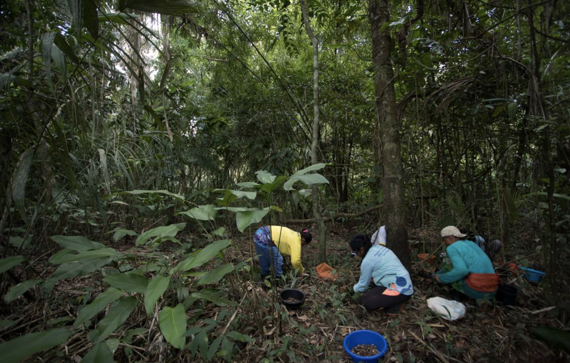 Reserve residents collect murumuru seeds in a preserved forest area in the Middle Juruá Extractive Reserve, Amazonas, Brazil, October 17, 2019. Image by Bruno Kelly/Thomson Reuters Foundation. Brazil, 2019.