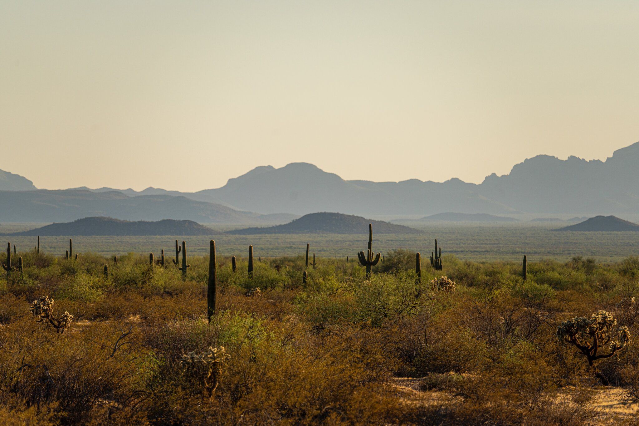 The Sonoran Desert in Arizona, where slightly less than half of all migrant deaths occur, trying to make their way to the United States. Image by Kevin Cooley/The New York Times. United States, undated. 