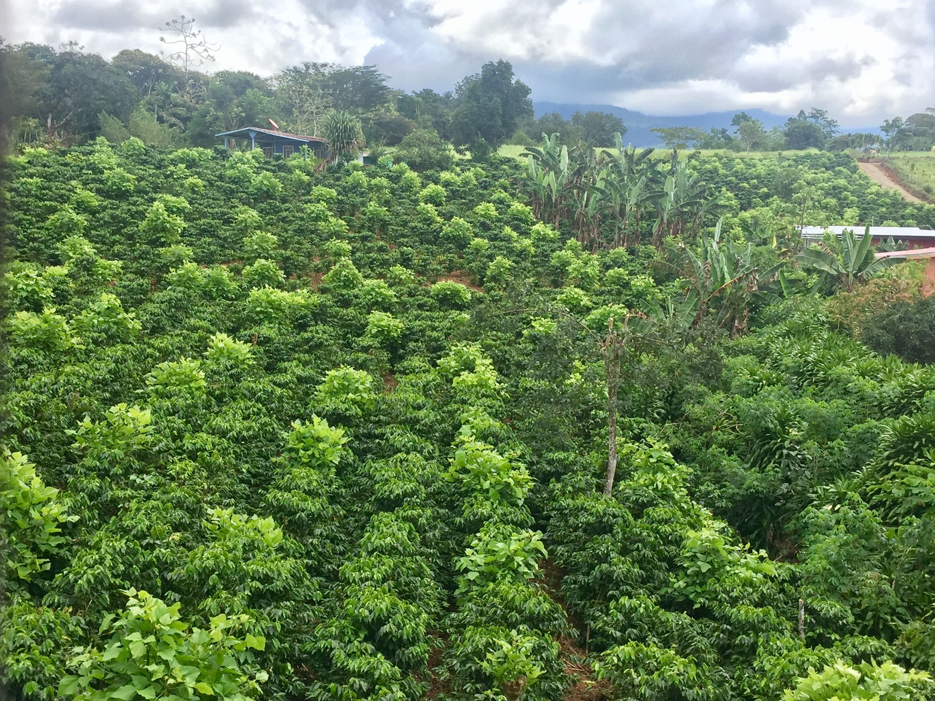 The coffee farm is a key source of speciality coffee. The size of the farm and the quantity of coffee produced influence the farmers' relationship with farmworkers. Image by Samira Tella. Costa Rica, 2018.