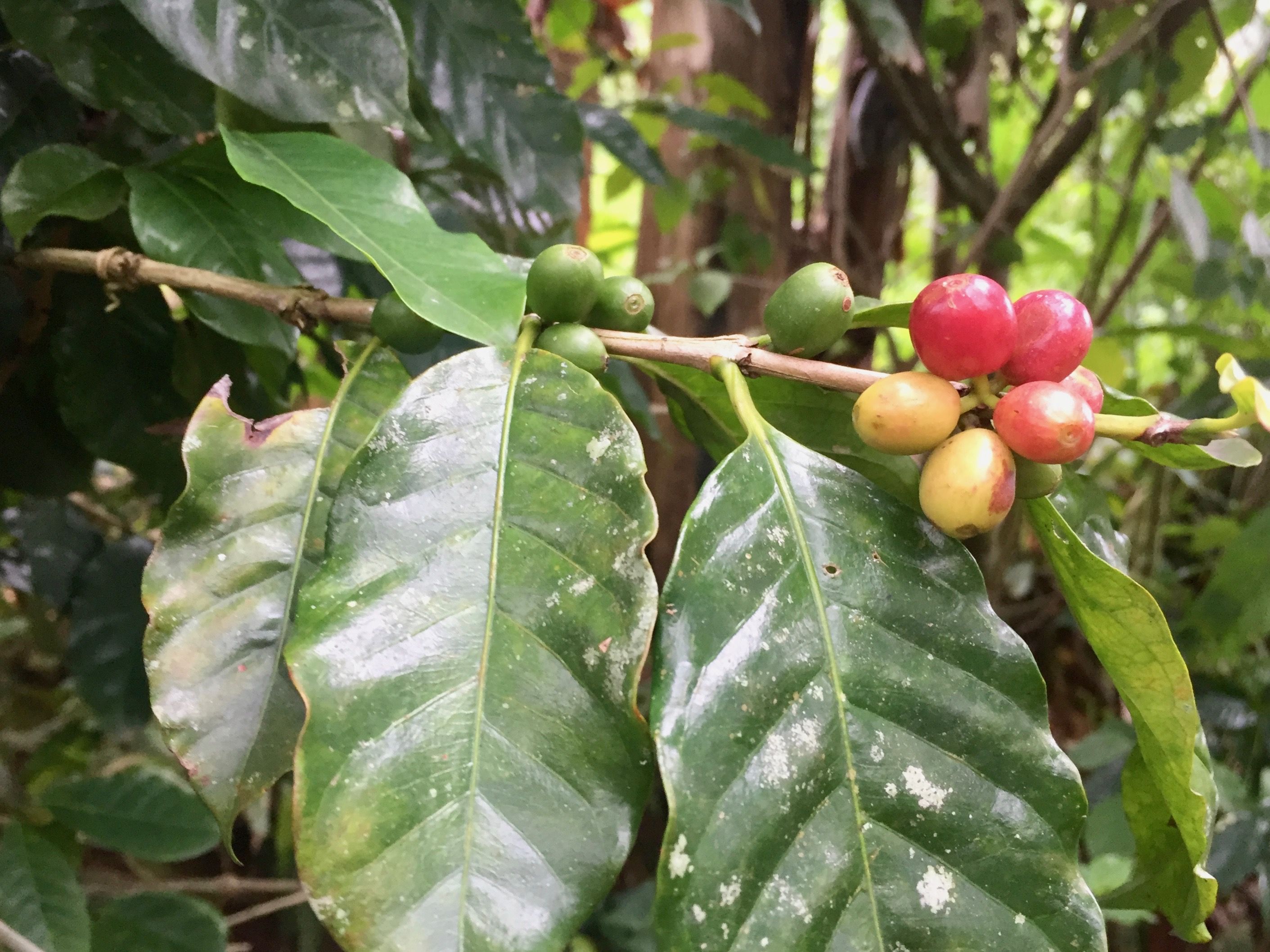 The fields of red ripening fruit indicate the start of the migration season for the Ngäbe-Buglé. Image by Samira Tella. Costa Rica, 2018. 