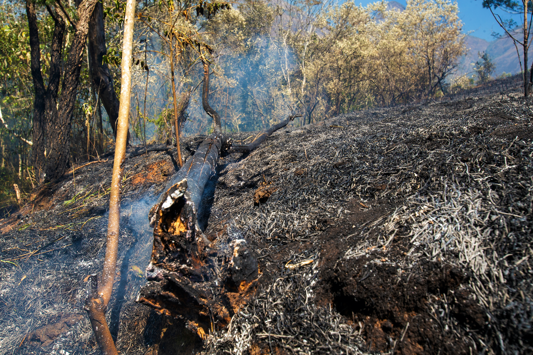 Flames rise from a trunk in a farm at Pocone village, Mato Grosso. Image by Antonio Scorza / Shutterstock. Brazil, 2020.