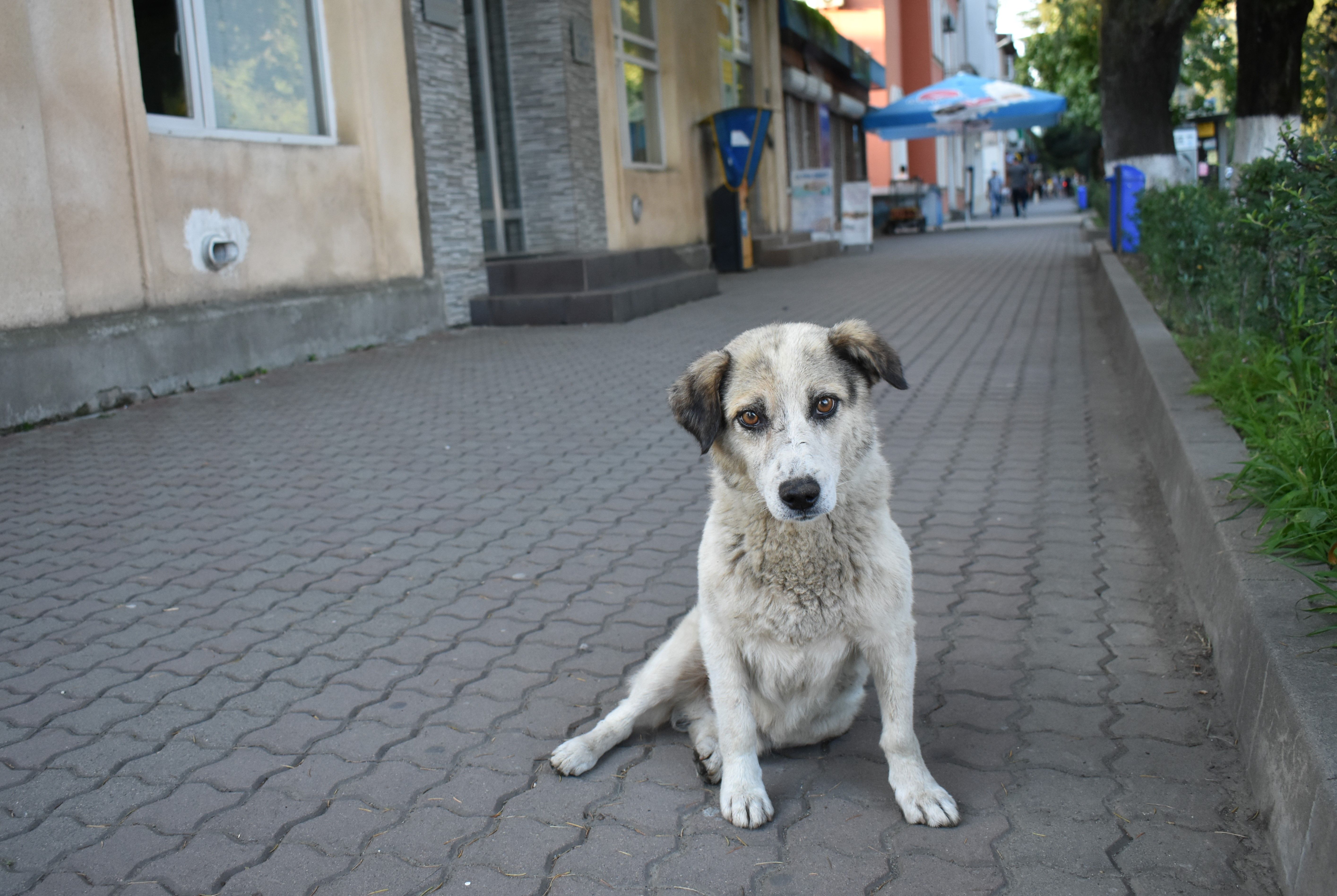 A stray dog who approached the reporter in Zugdidi. Image by Kaitlyn Johnson. Georgia, 2019.